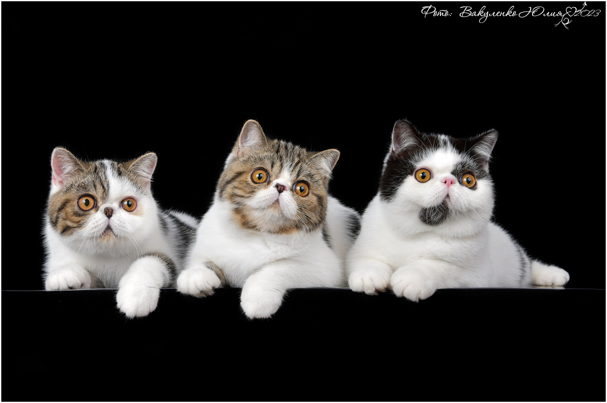 Котята. Фотограф анималист | семейный Юлия Вакуленко, г. Краснодар