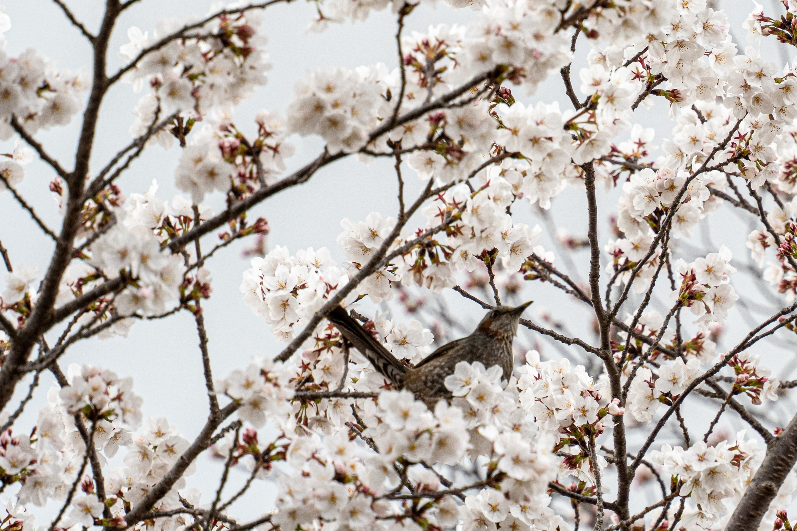 Япония, сакура. Творческие сьемки