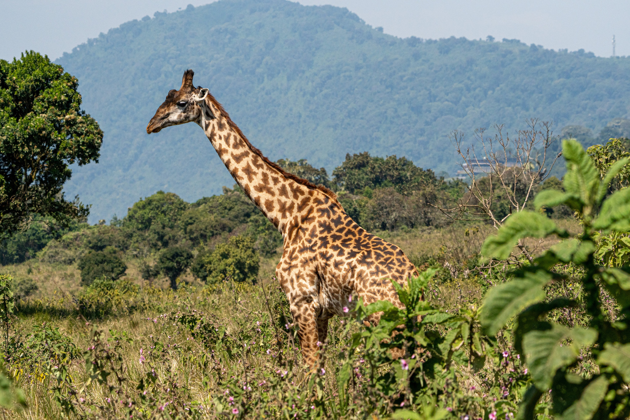 Танзания, сафари, 2025. Творческие сьемки