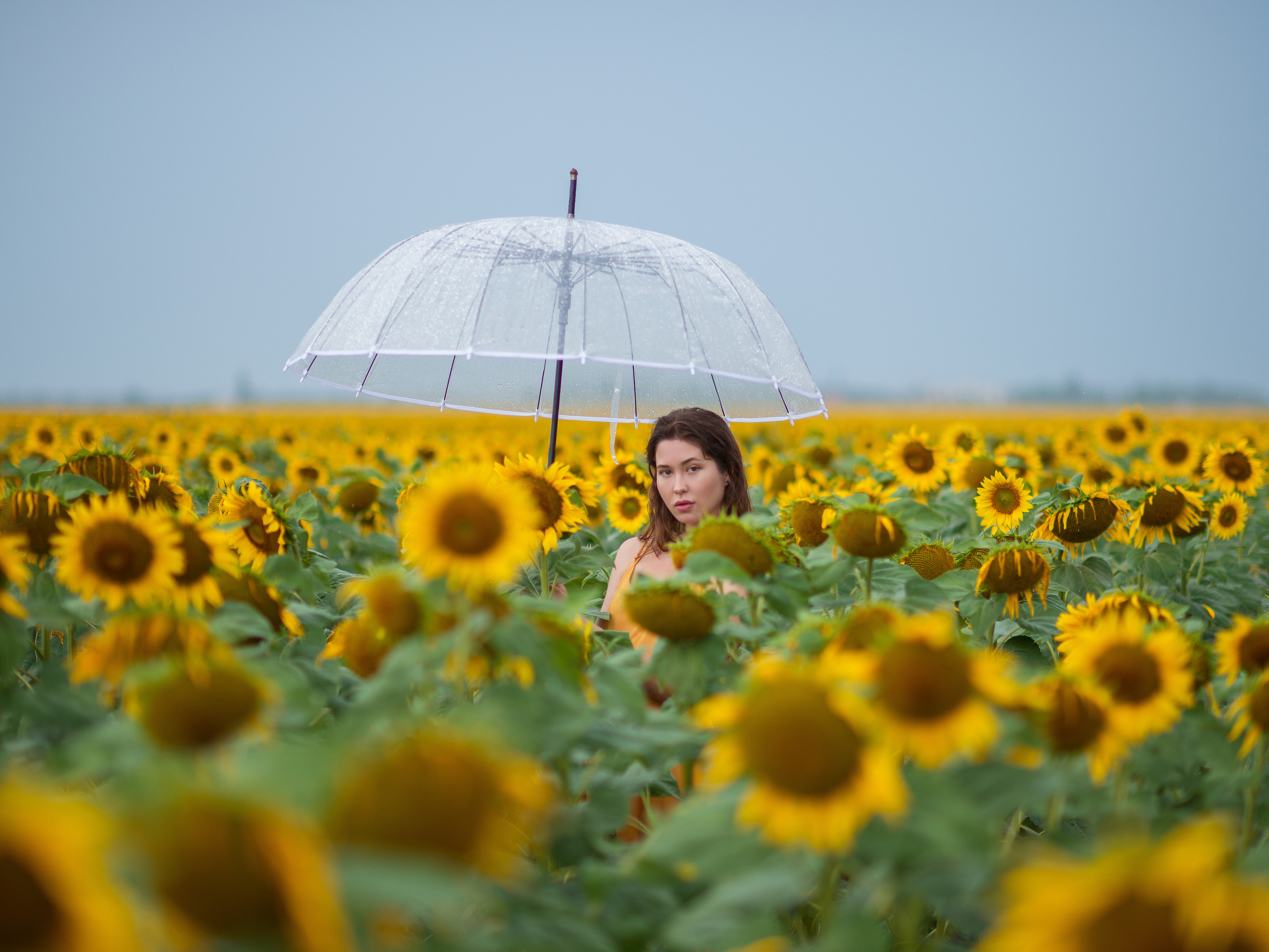 фотосессия в подсолнуховом поле в Тепловке