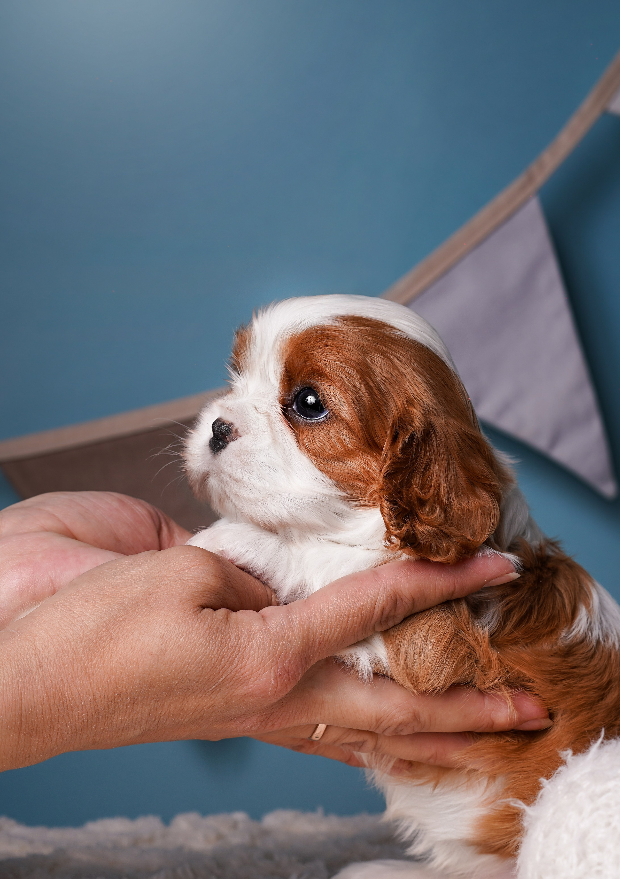 Щенки кавалера. Фотограф-анималист в Санкт-Петербурге Яна Мартынова