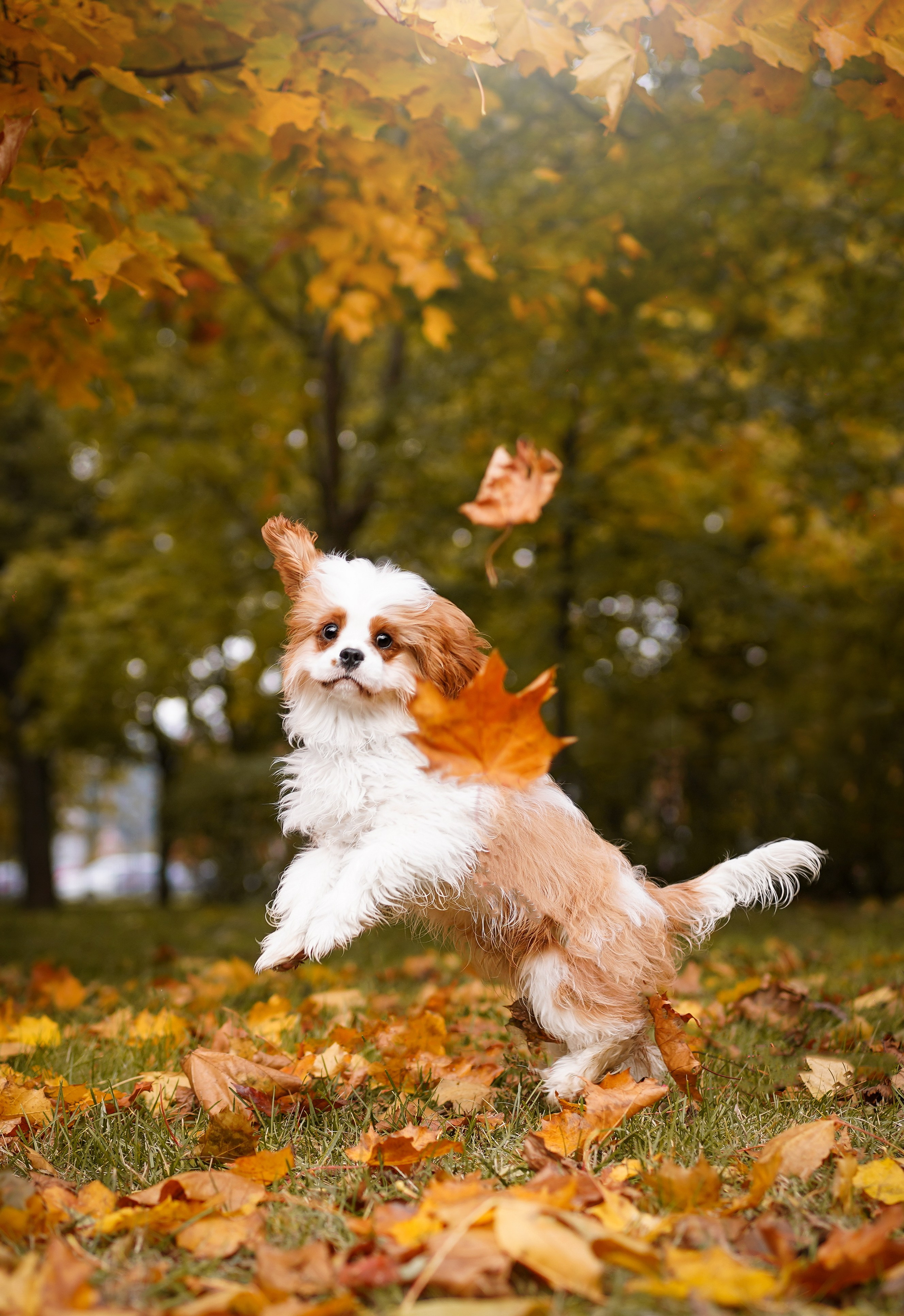 Катя Валера Саша и кавалерчики. Фотограф-анималист в Санкт-Петербурге Яна Мартынова