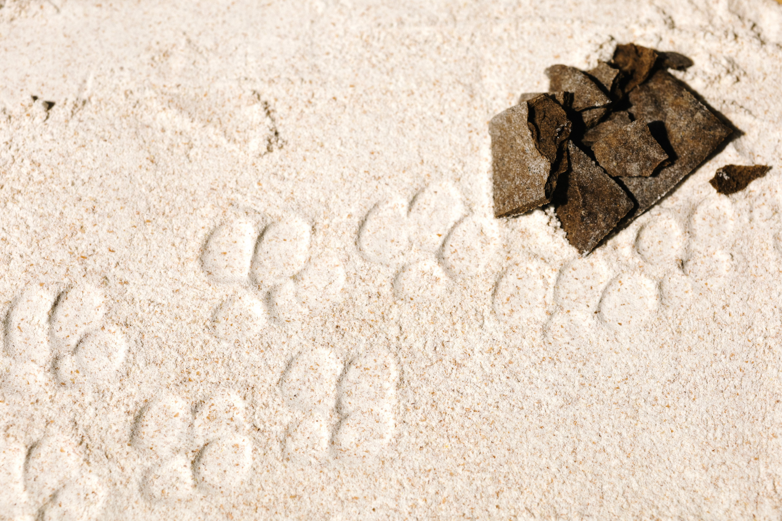 Корм для собак. Алёна Стерхова — Предметный и портретный фотограф. Ижевск