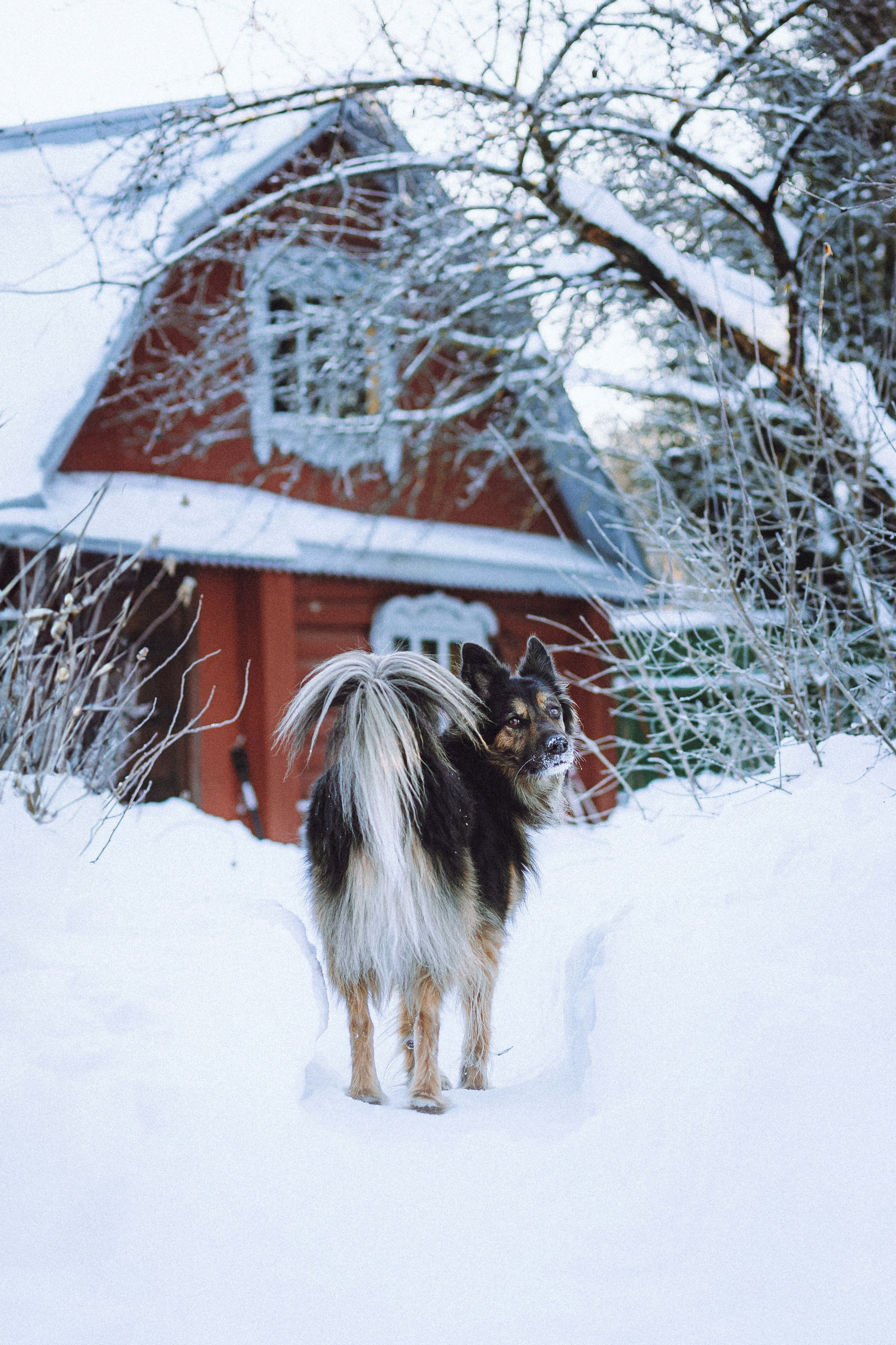 Плюш, Айса и их семья