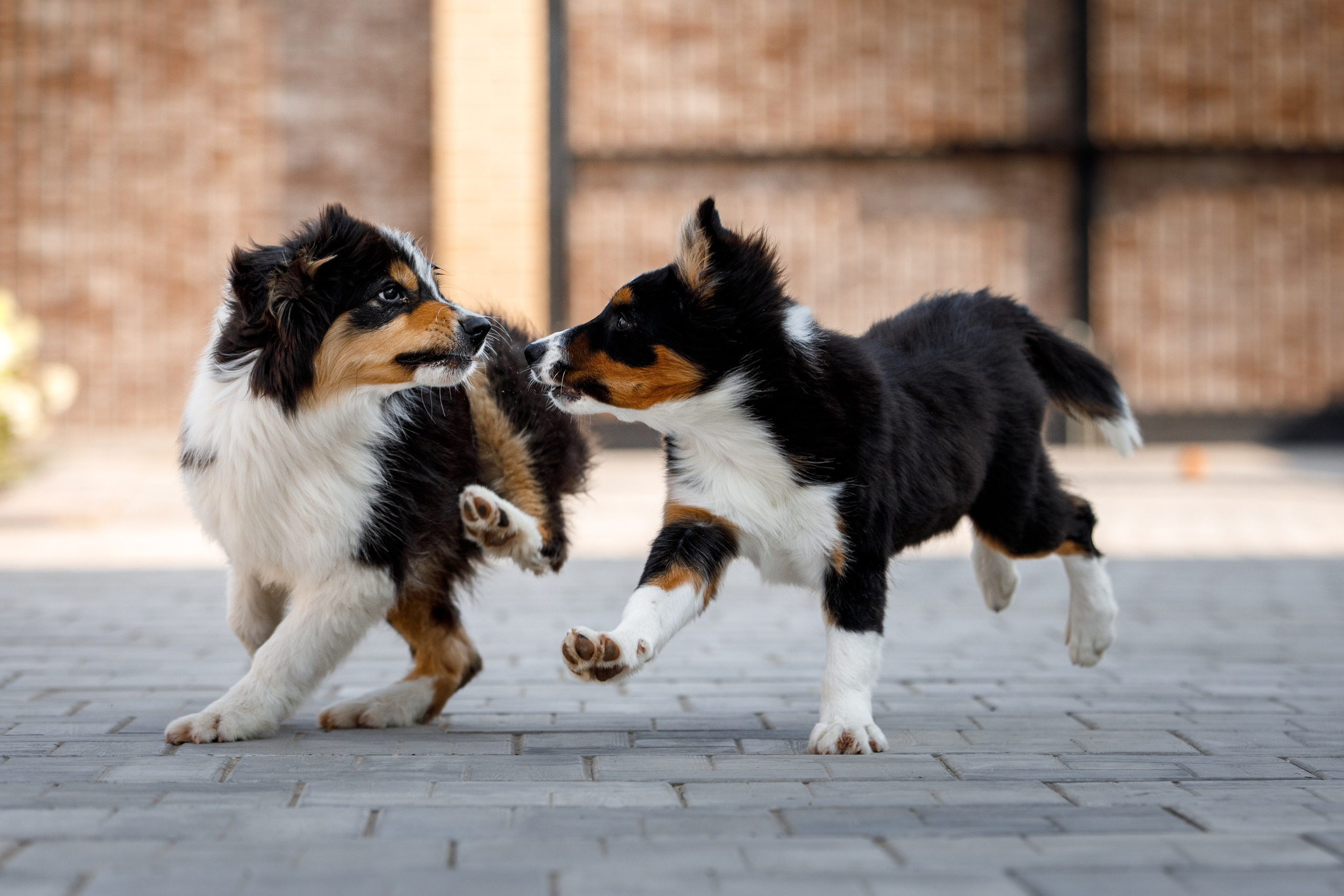 Смешарики. О нас