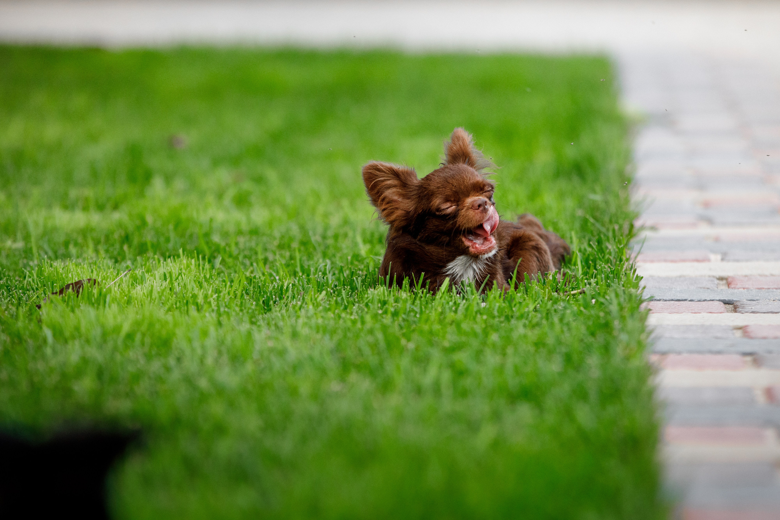 Болтовня в саду. О нас