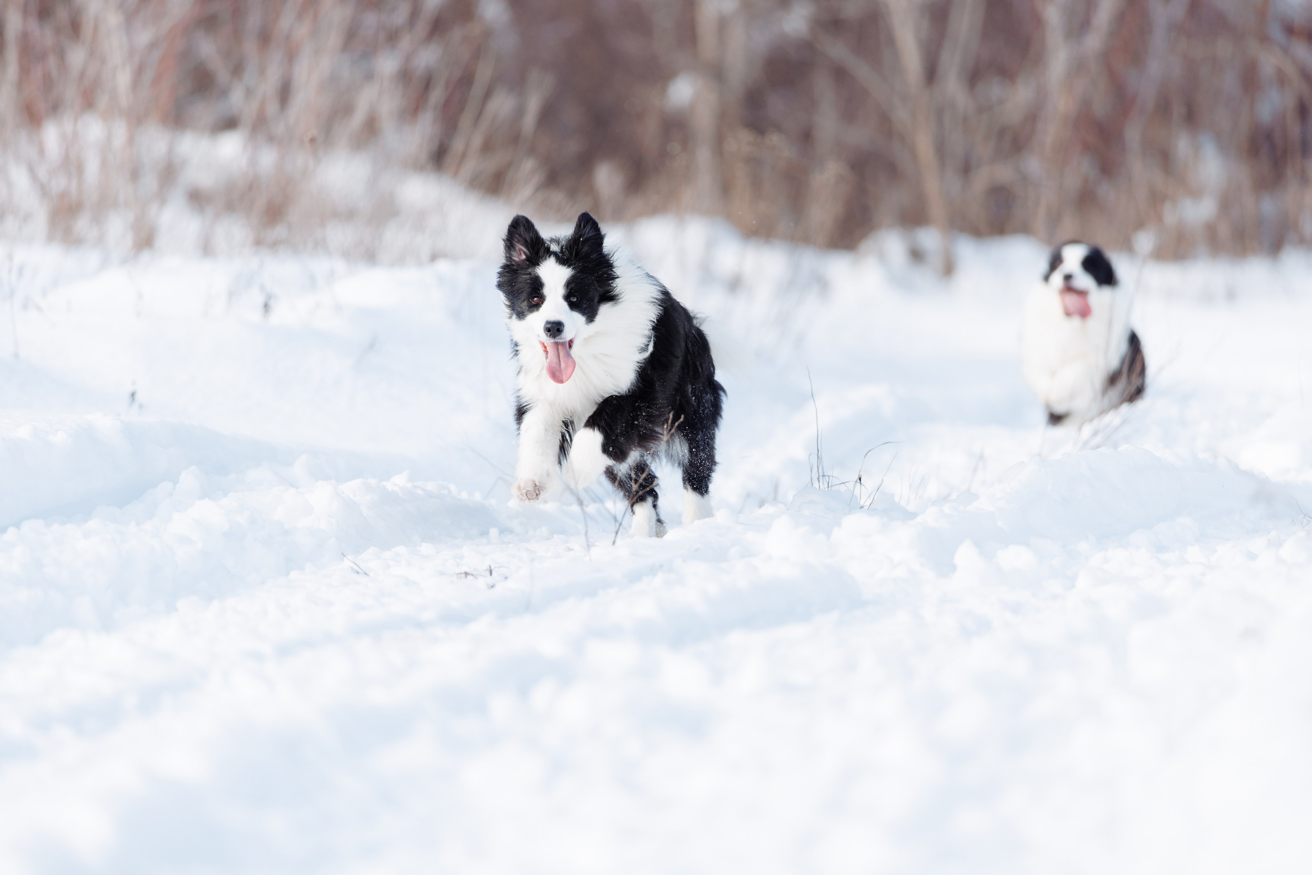 Яркий январь. О нас