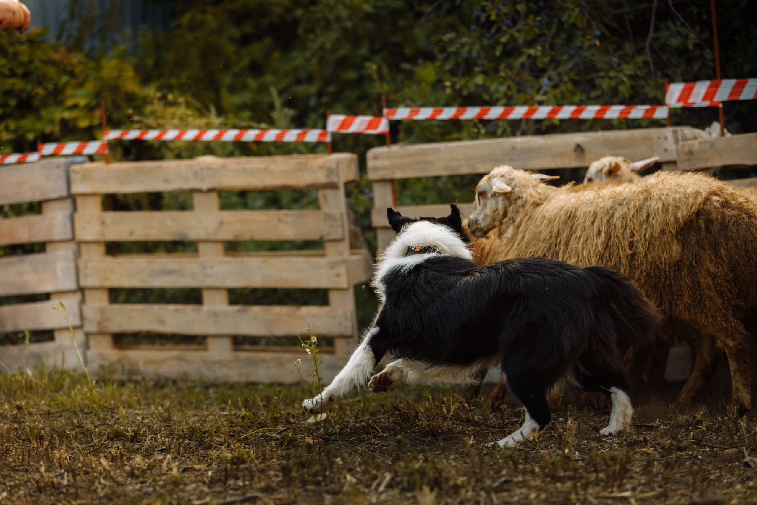 Овечий день. О нас