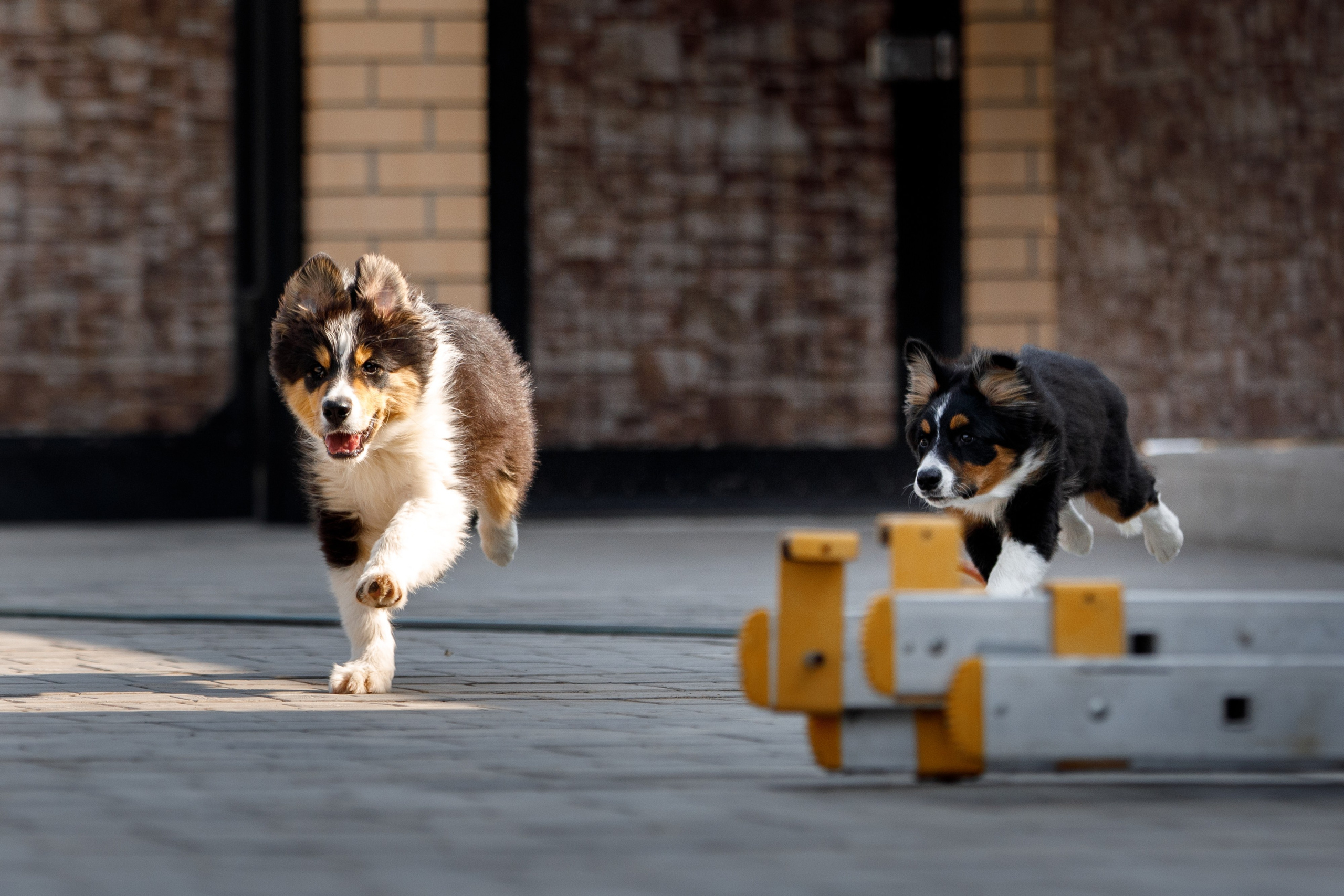 Смешарики. О нас