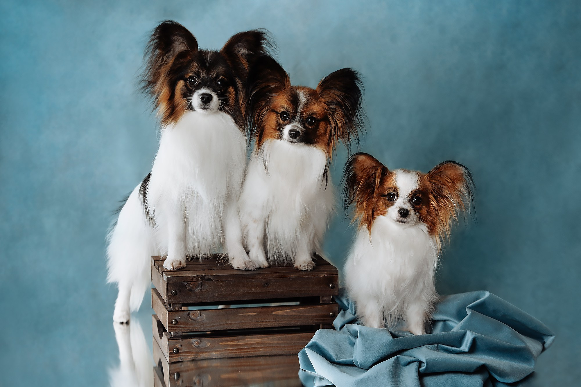 Синева. О нас