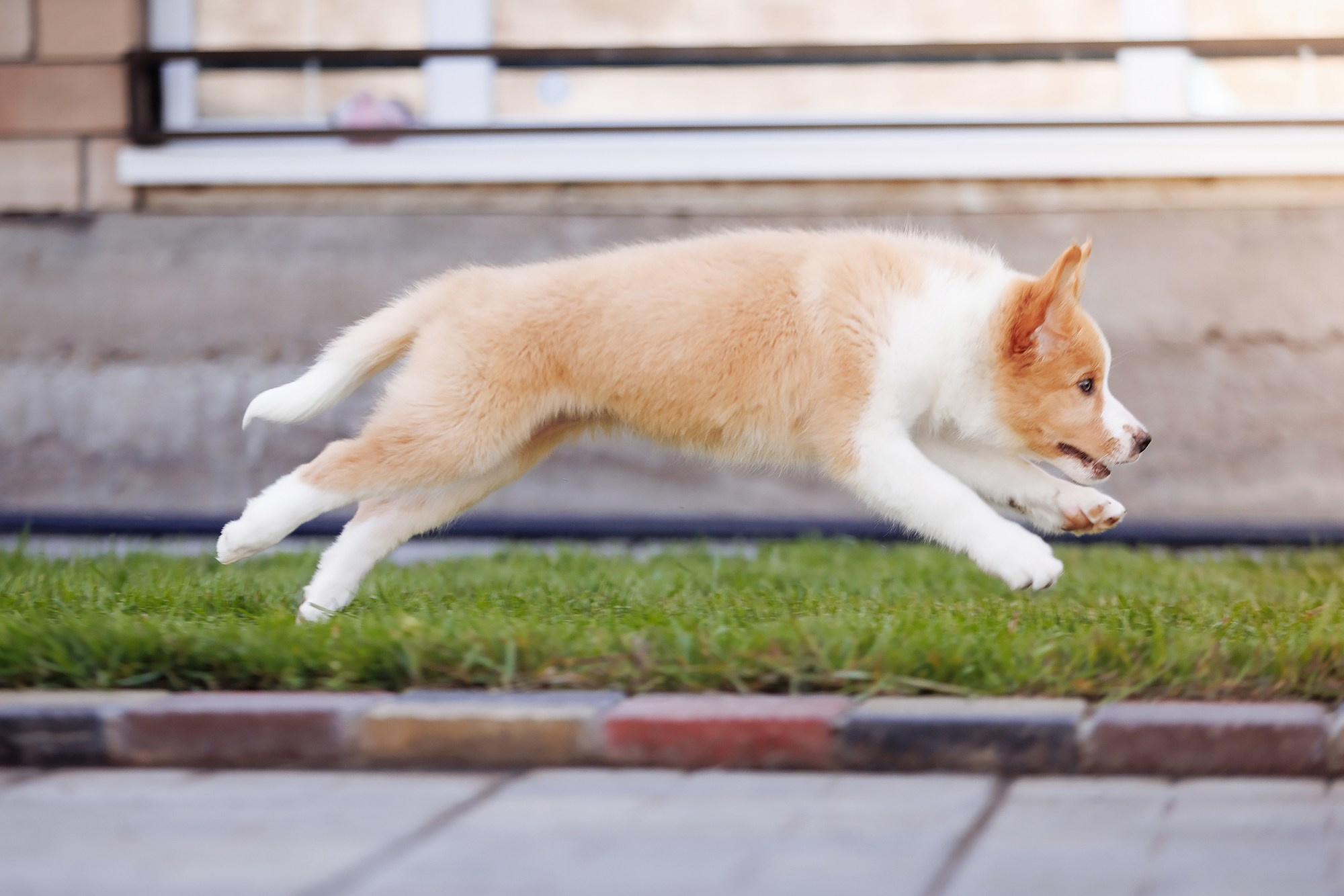 Трава у дома. О нас