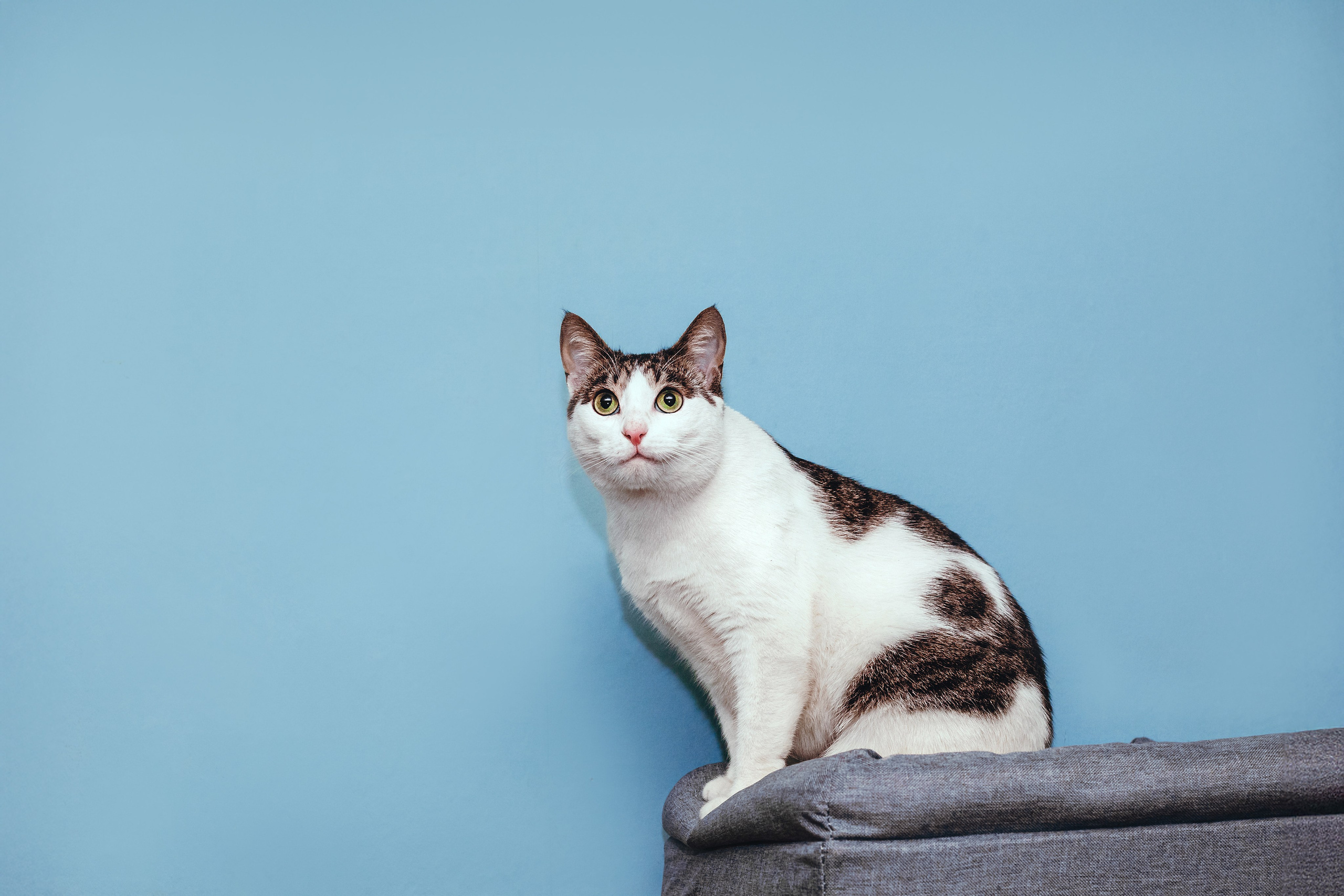 Кошки в поиске дома 2025. Фотограф-анималист Татьяна Степанова