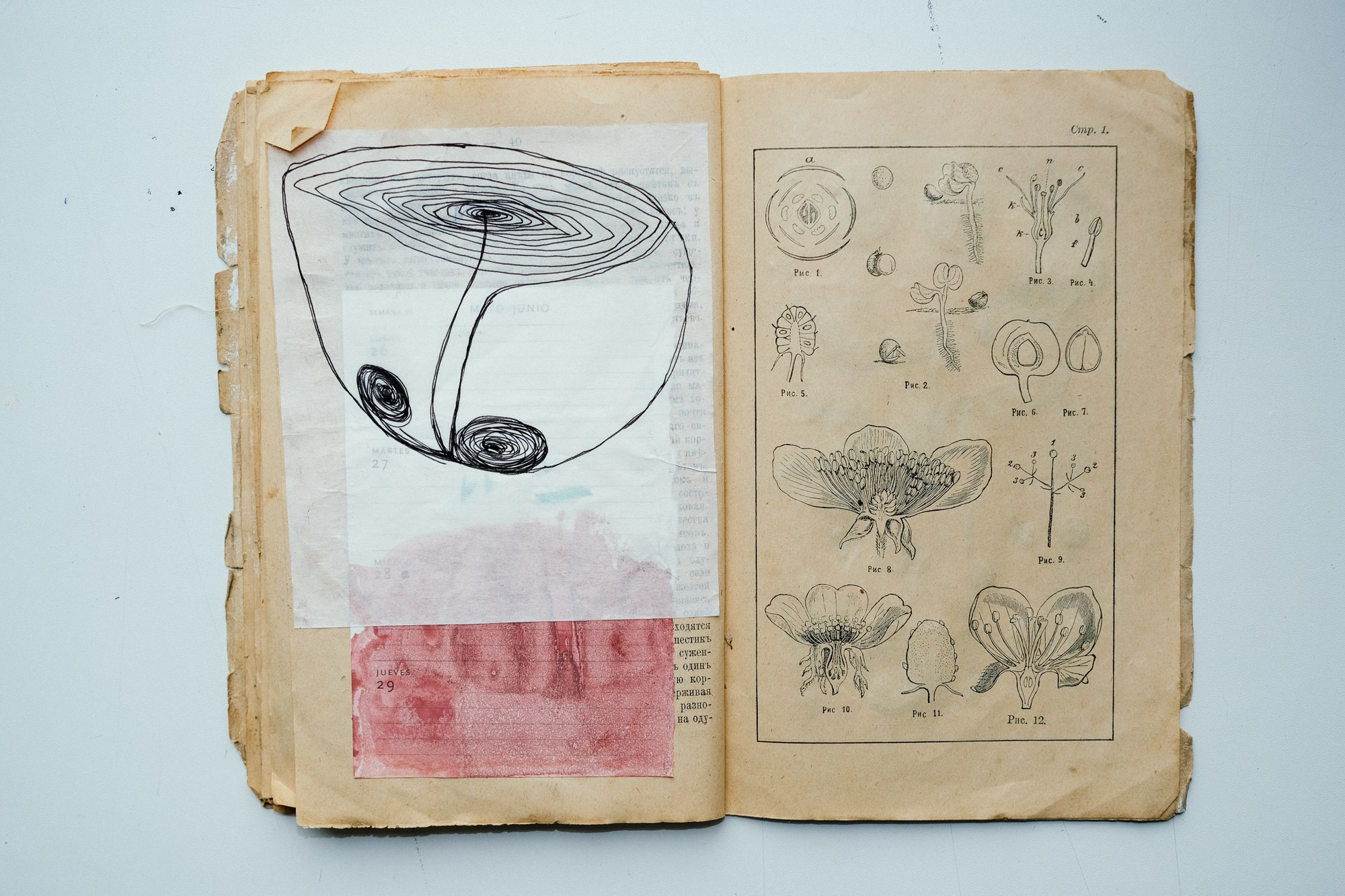 Familia Genus Exsiccata. Художница Юлия Павлова