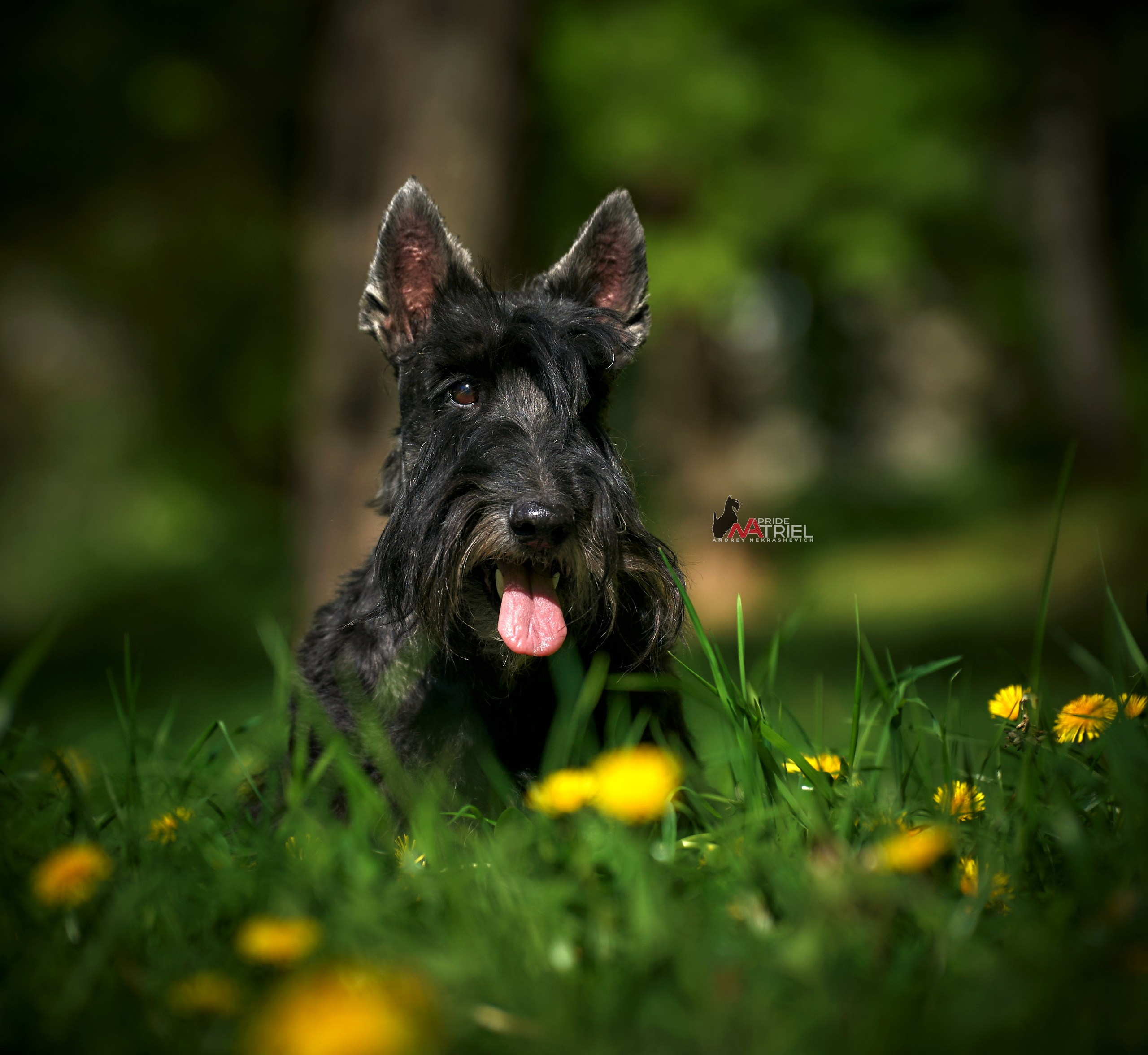 Портреты собак — галерея NATRIEL