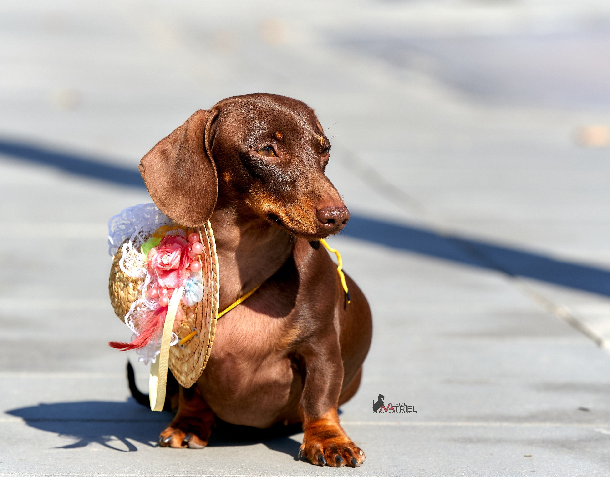 Портреты собак — галерея NATRIEL