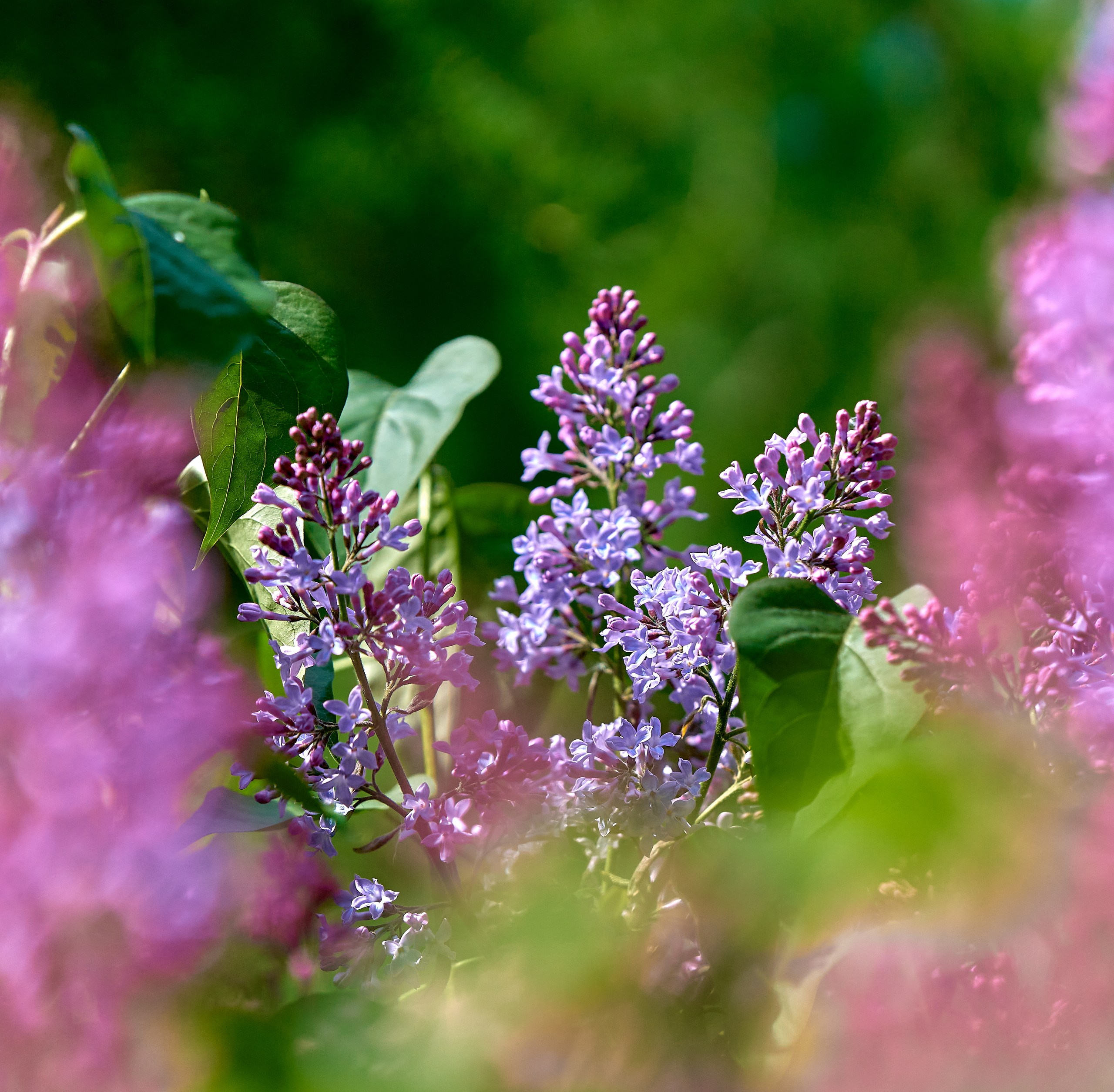 Лютики-цветочки — галерея NATRIEL