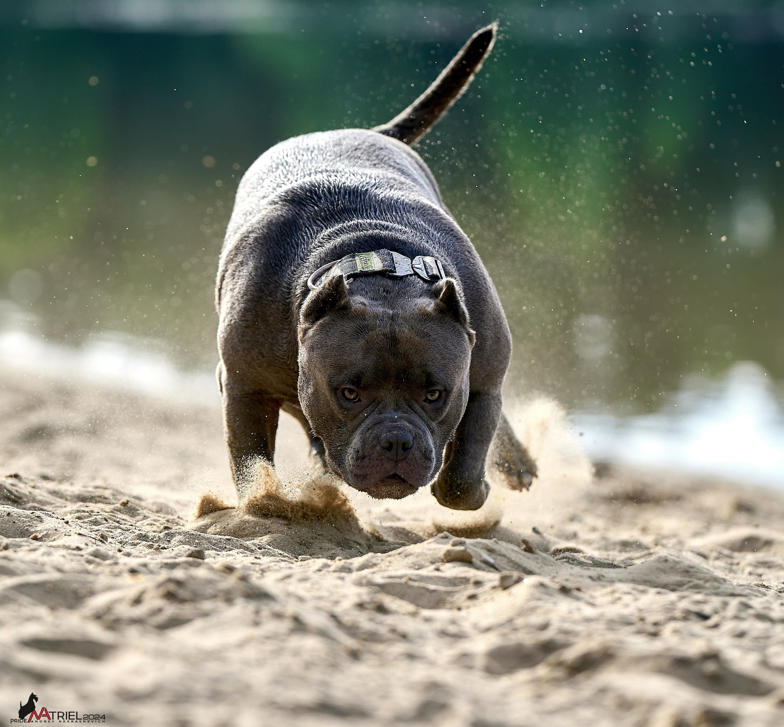 Фотопрогулка с булли