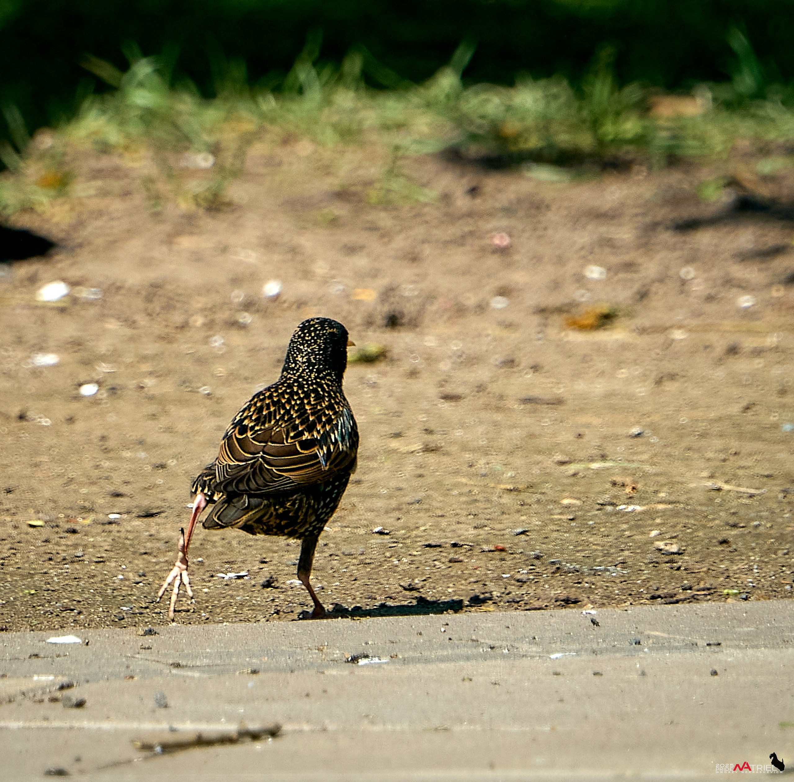 Птички и цветочки