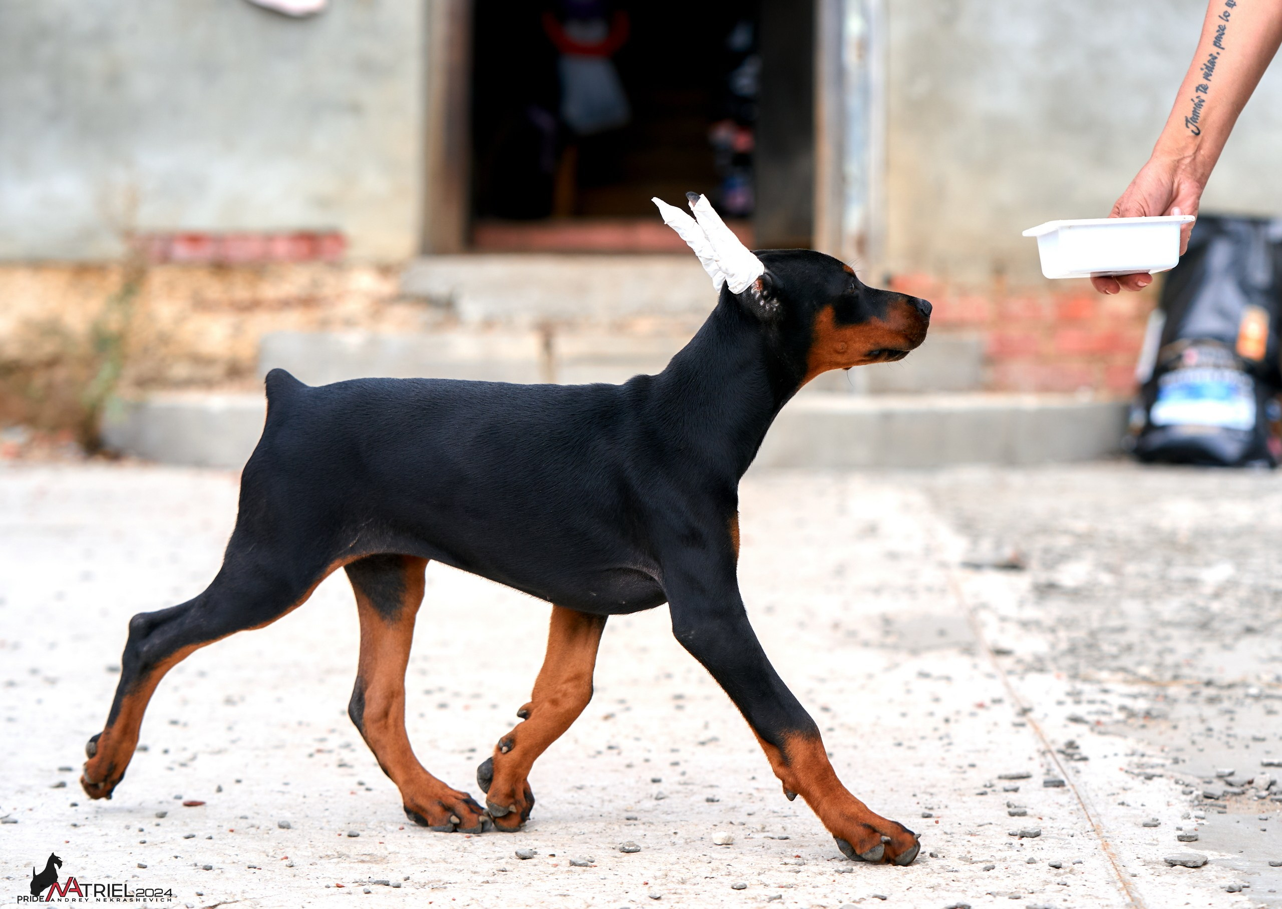 Съемка щенков доберманы