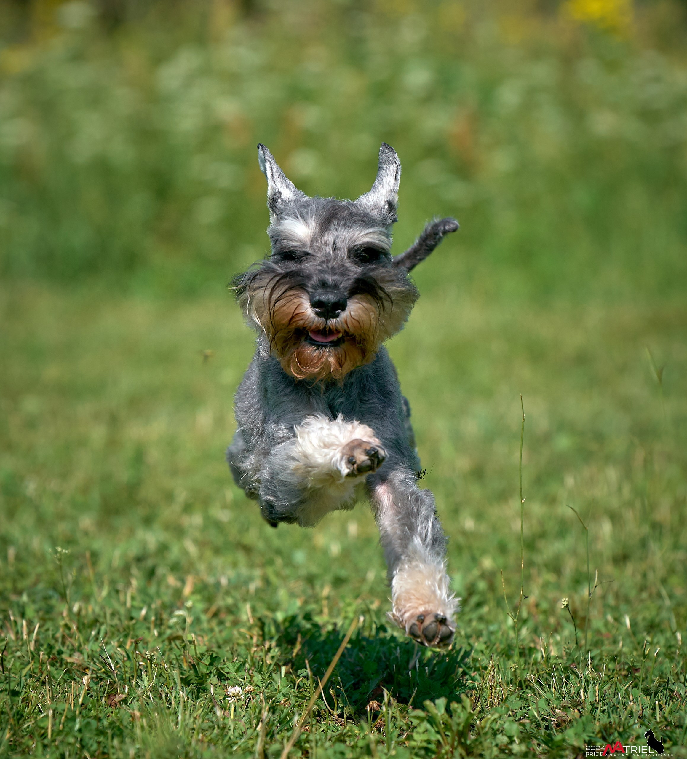 Репортаж из кинологического лагеря