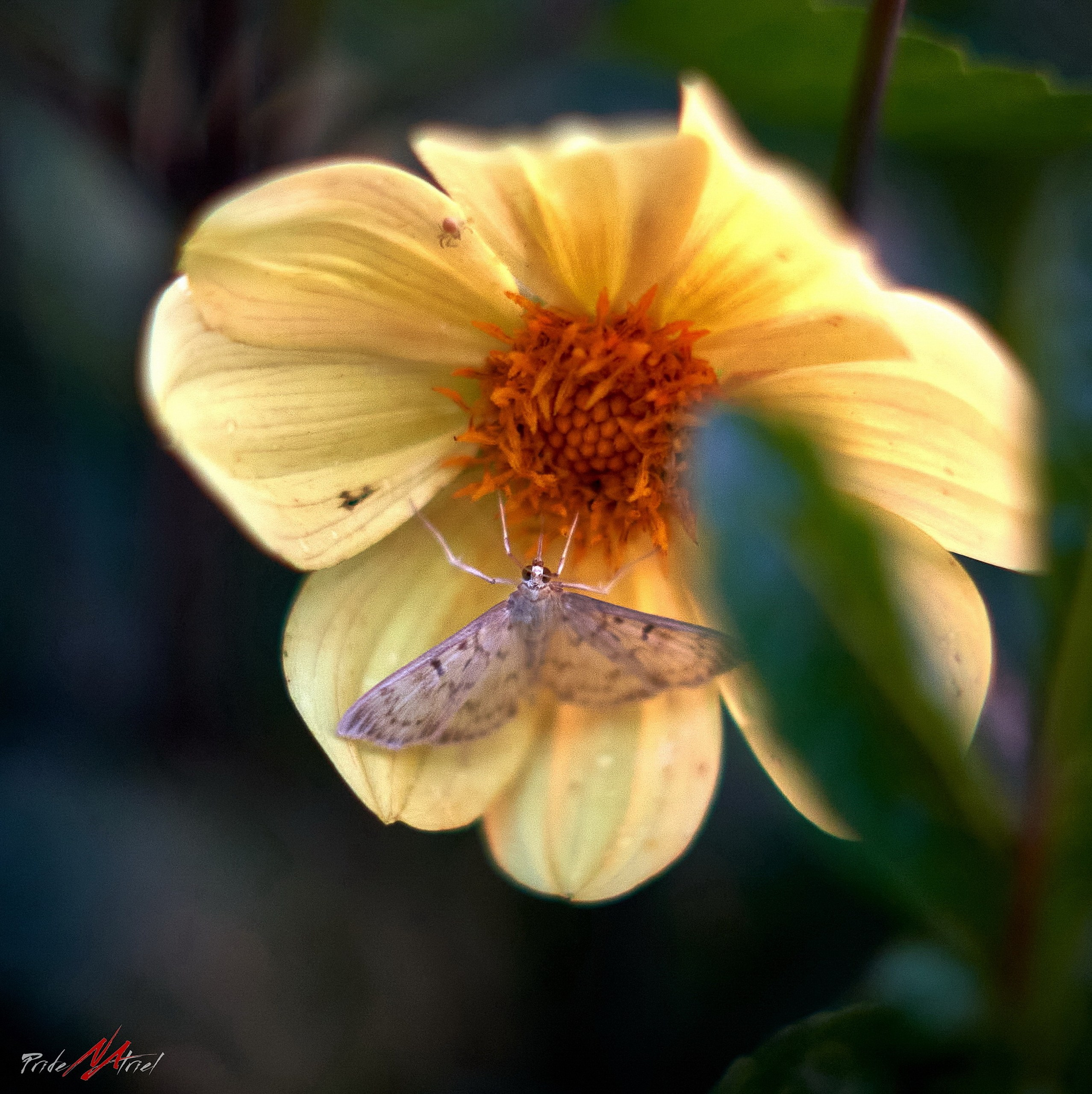 Макро-фото — галерея NATRIEL