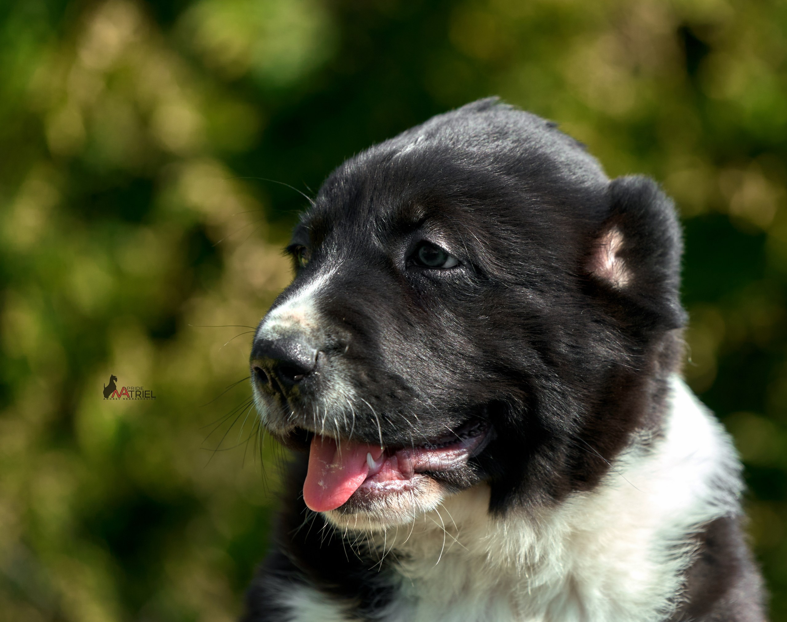 Среднеазиаты — щенки и взрослые