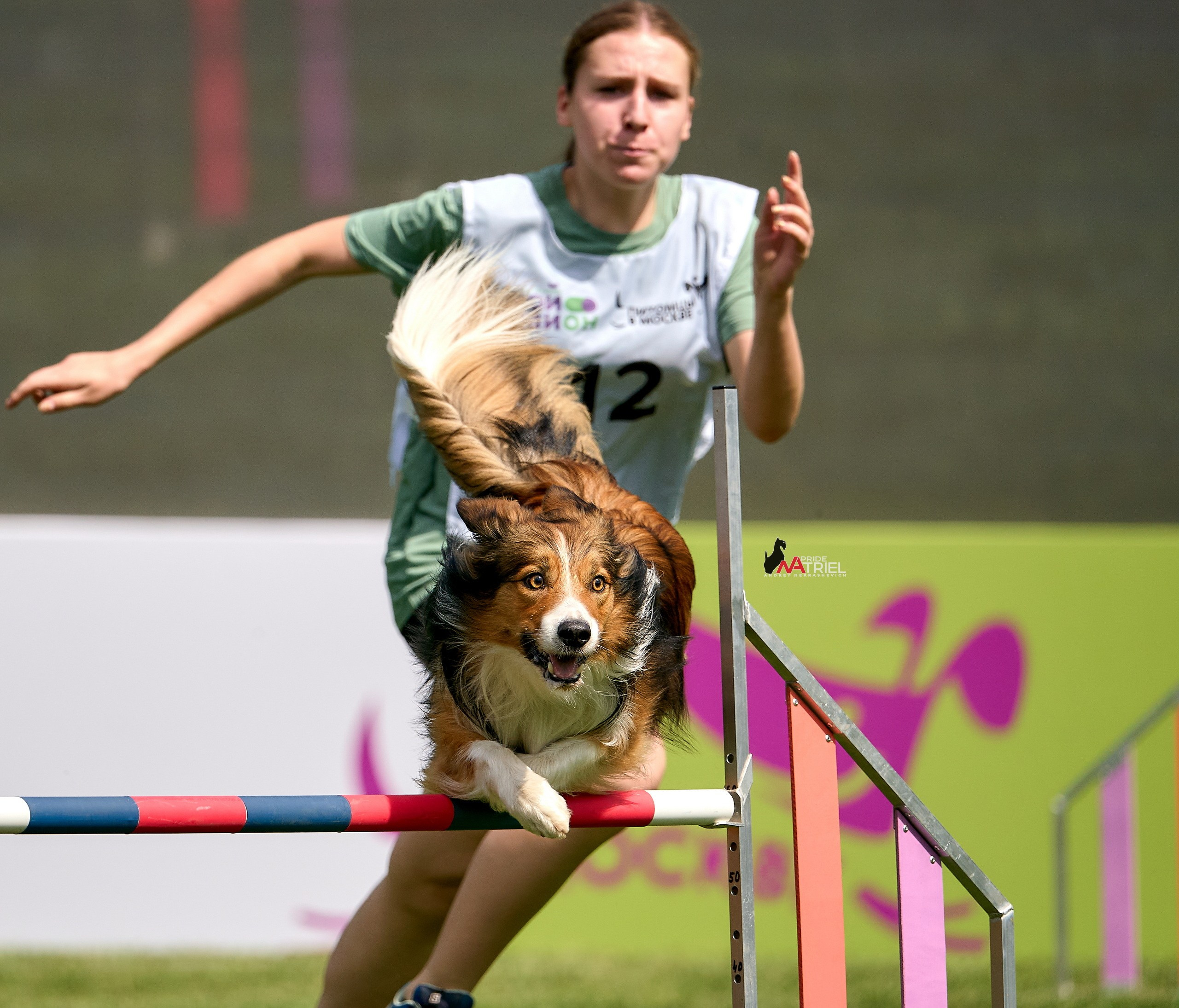 Аджилити — галерея NATRIEL