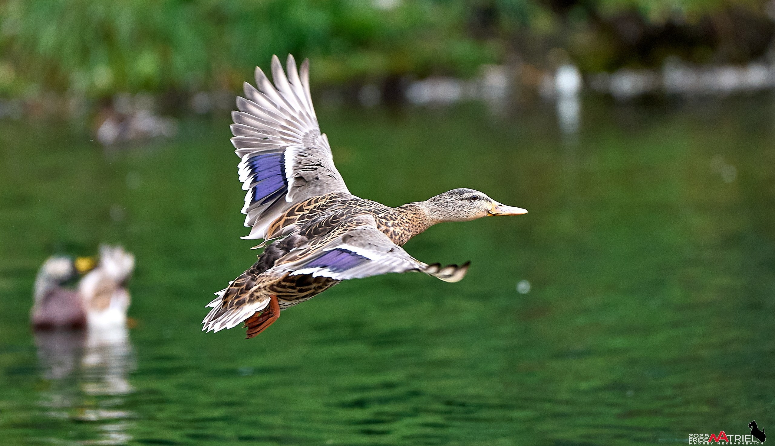 Утки на пруду