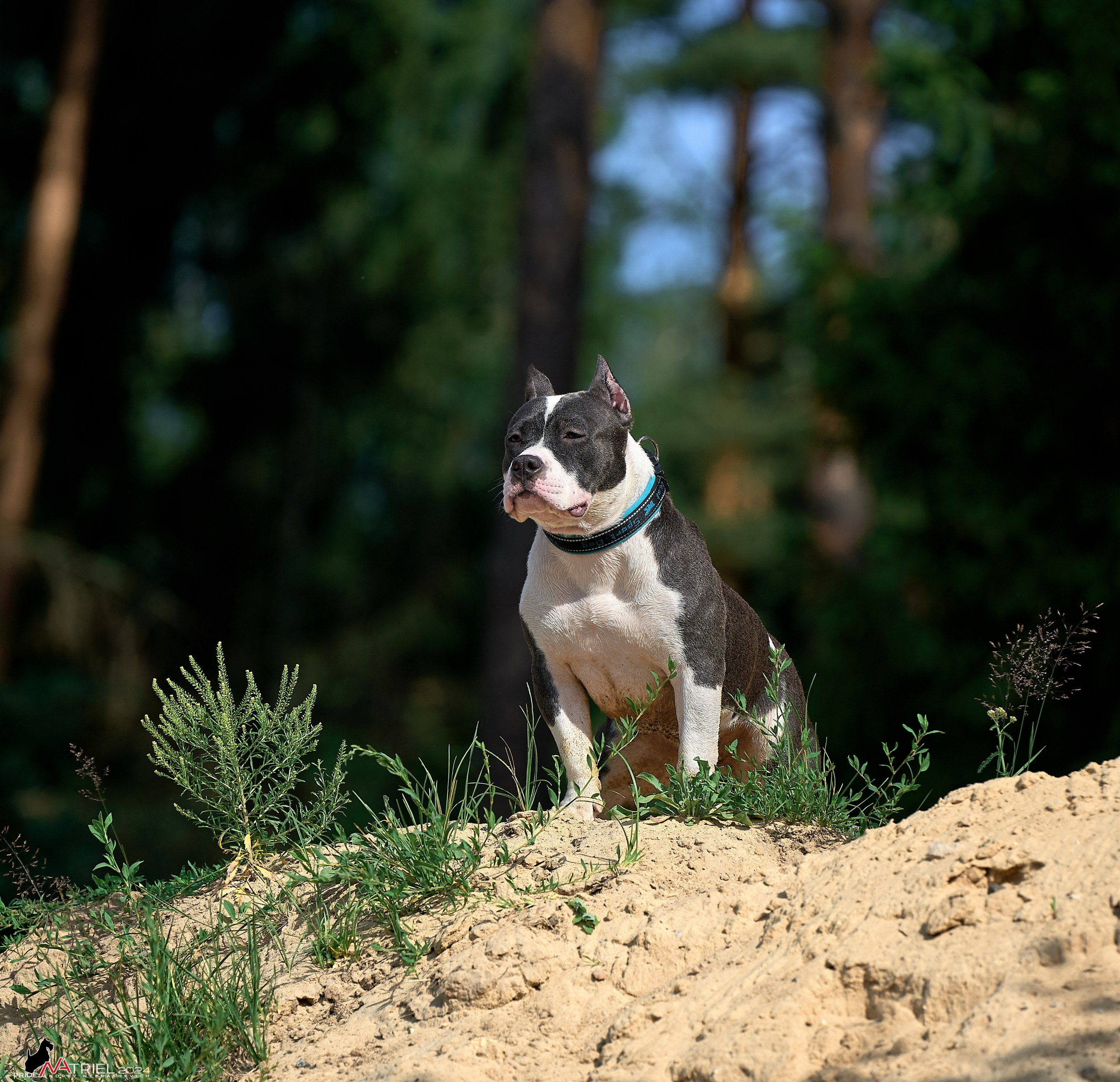 Фотопрогулка с булли