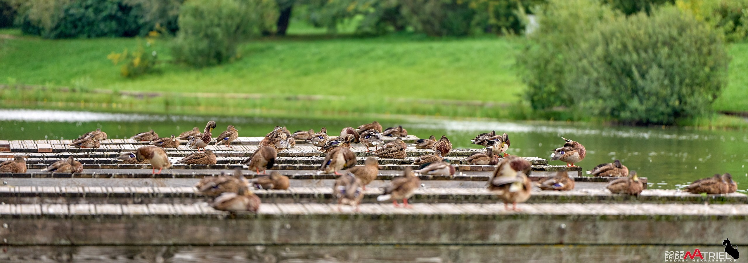 Утки на пруду