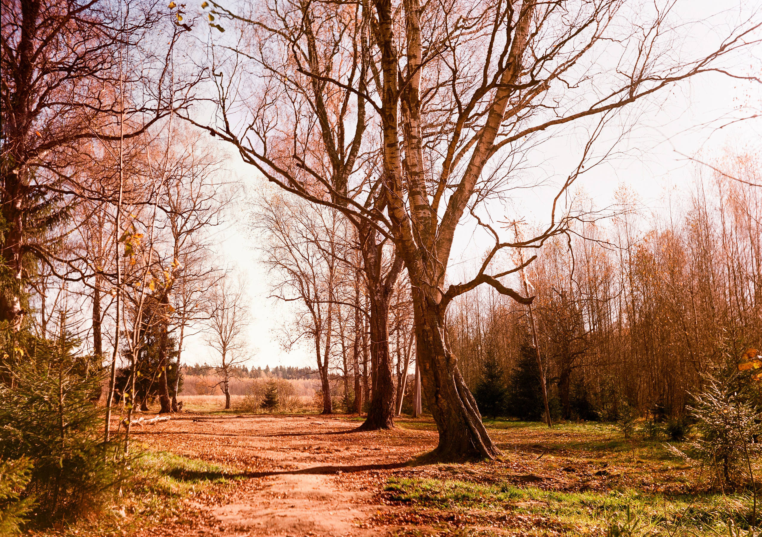Yashica 635 / Kodak Aerocolor IV / октябрь 2024 года Лукино