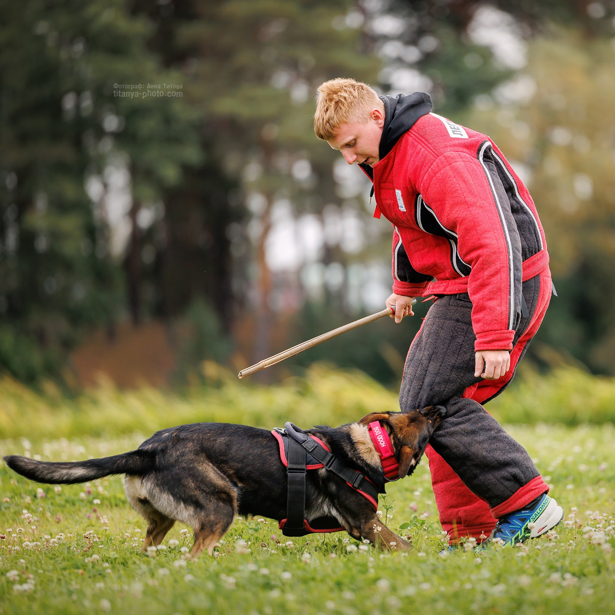 Фото немецких овчарок. Фотограф собак, фотограф-анималист Аня Титова (Titanya). Москва