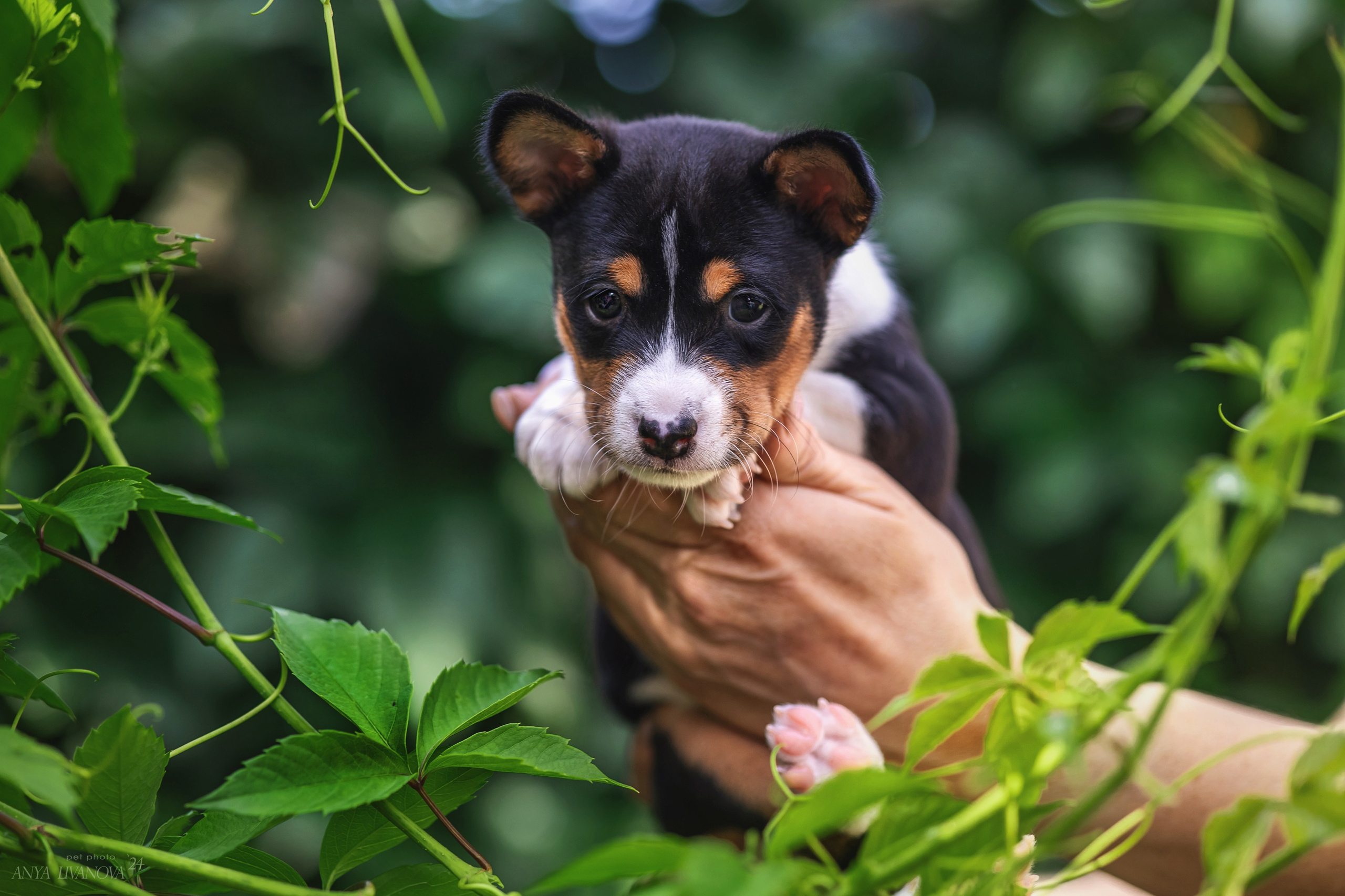 Басенджи. Фотограф анималист Аня Ливанова | Рыбинск