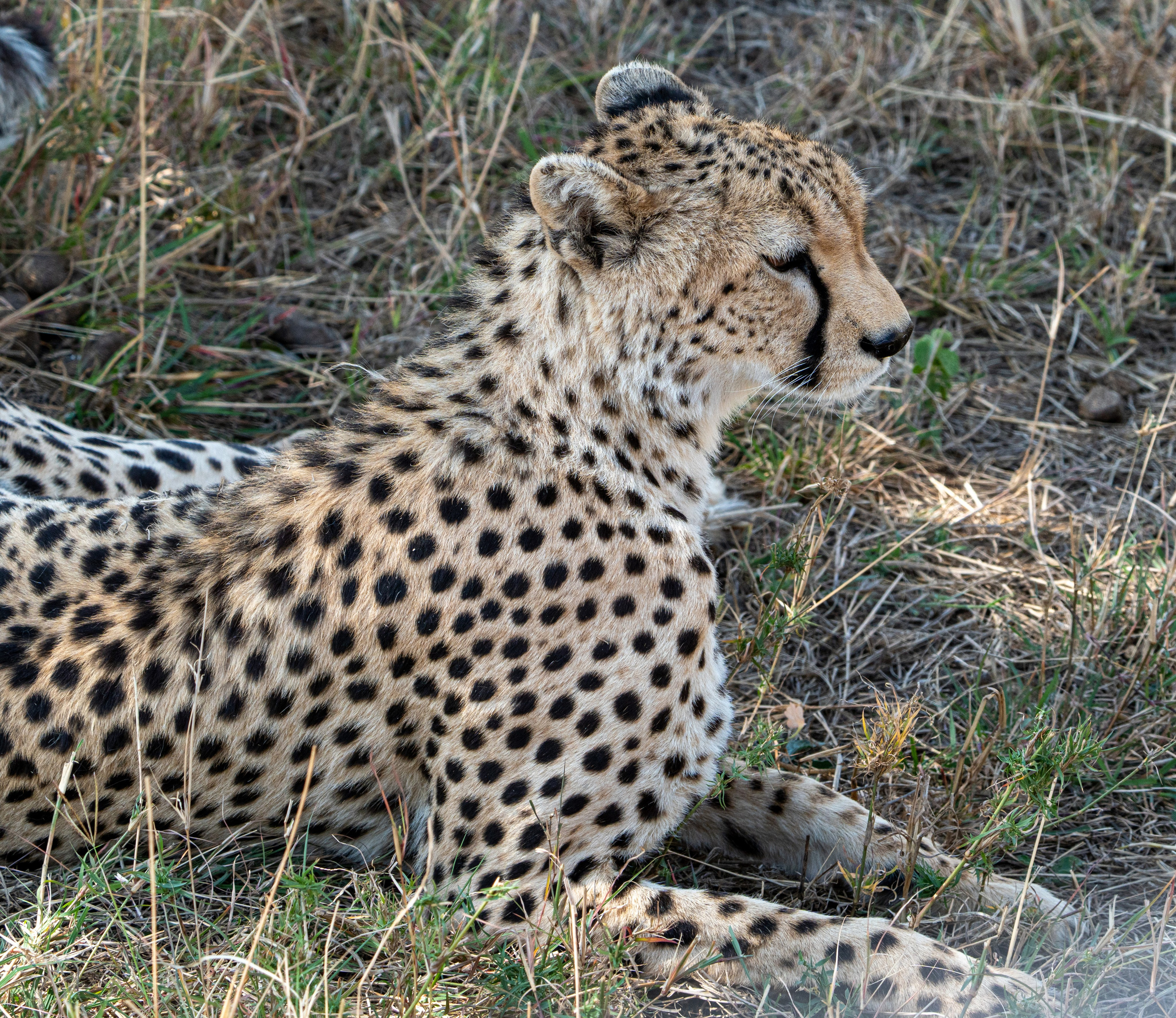 Танзания, сафари, 2025. Творческие сьемки