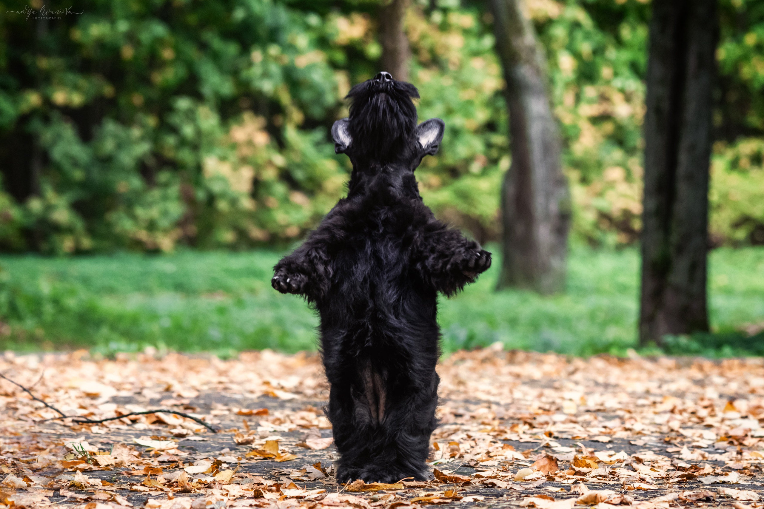 Скотчики Аврора и Амира. Фотограф анималист Аня Ливанова | Рыбинск