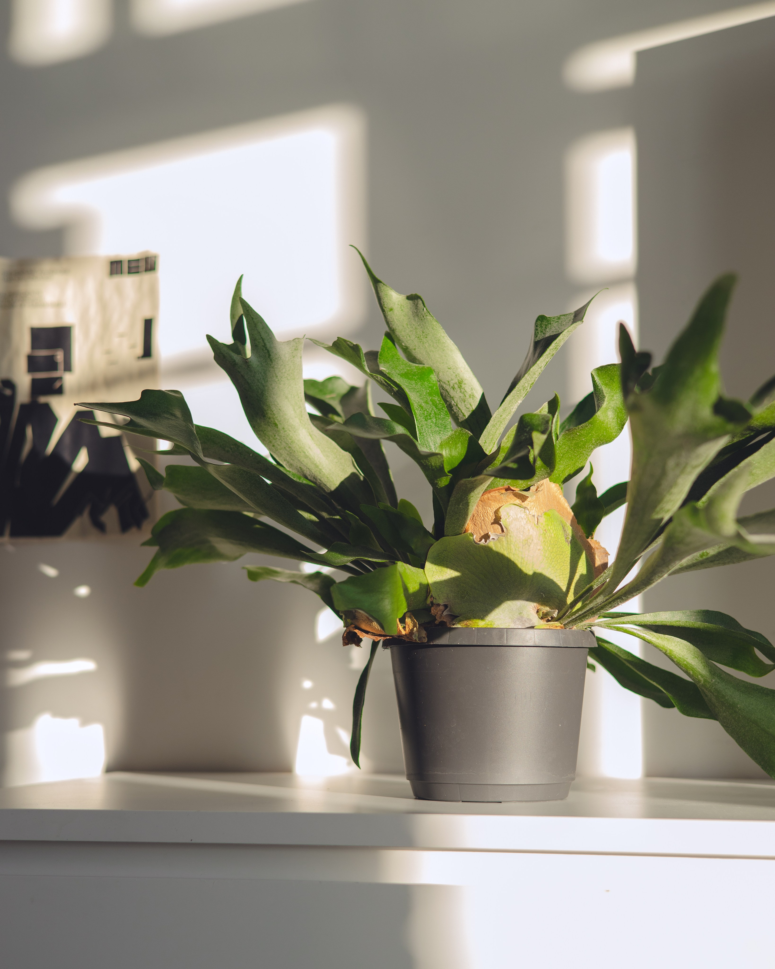 Предметная съемка для бизнеса. Фотограф в Санкт-Петербурге Осокина Елизавета