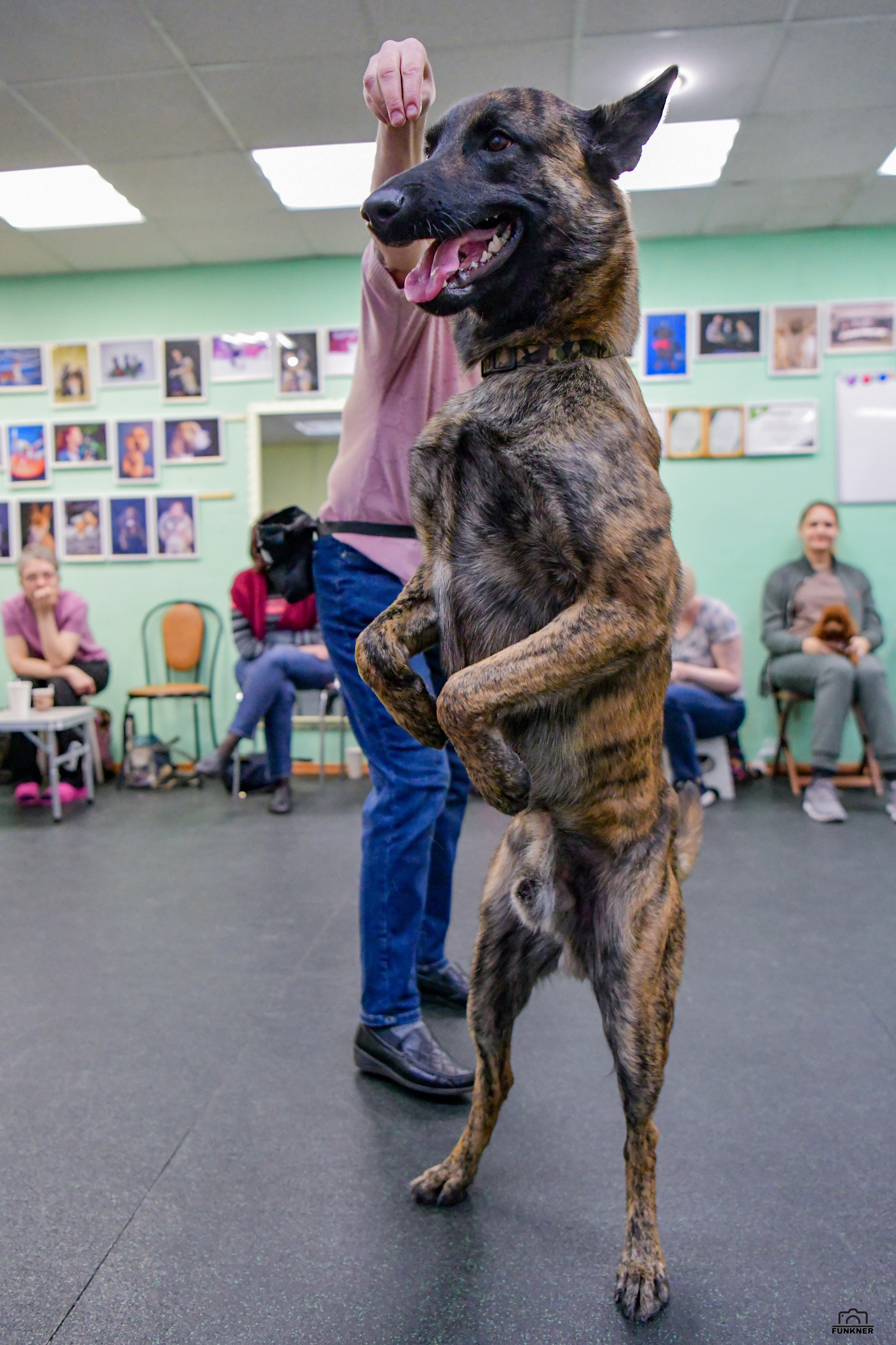 Кинологический клуб «Бодрый хвост». Свой взгляд через объектив