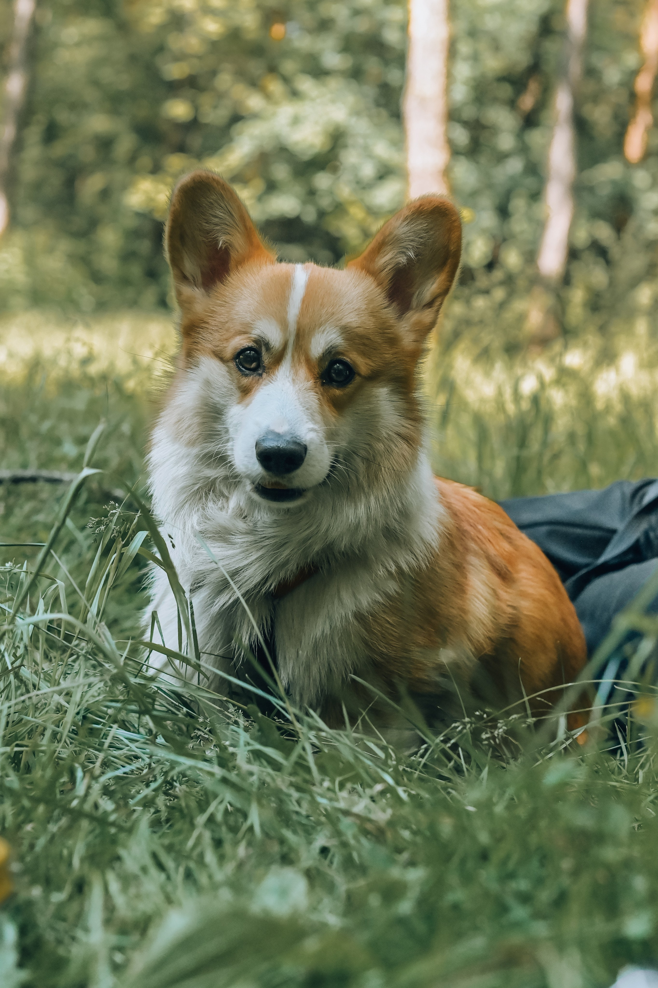 Кинологические соревнования. Семейный и репортажный фотограф в Москве Анастасия Трубкина