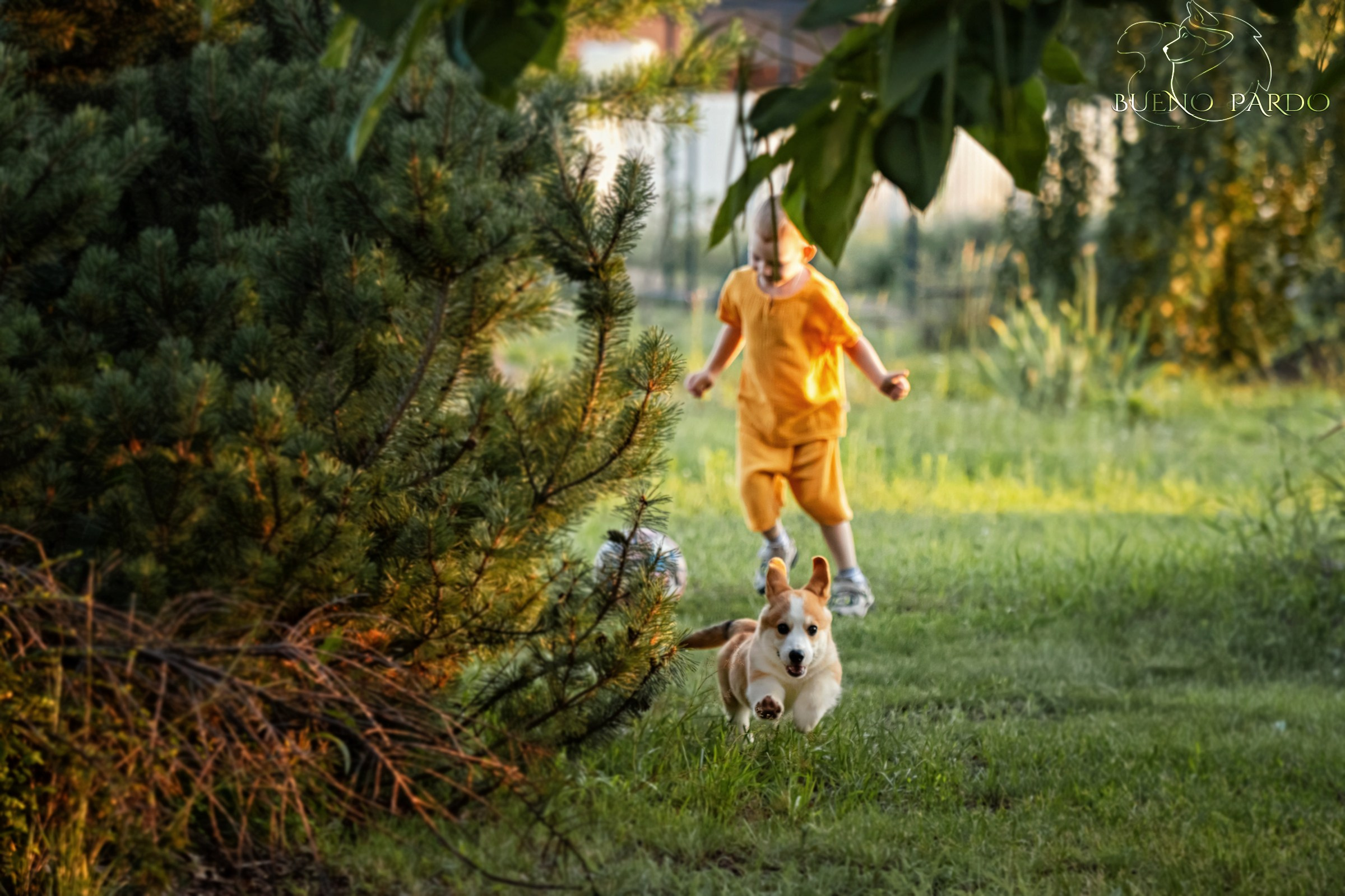 Щенки вельш корги пемброк из питомника. Питомник собак Акита, Хаски, Корги