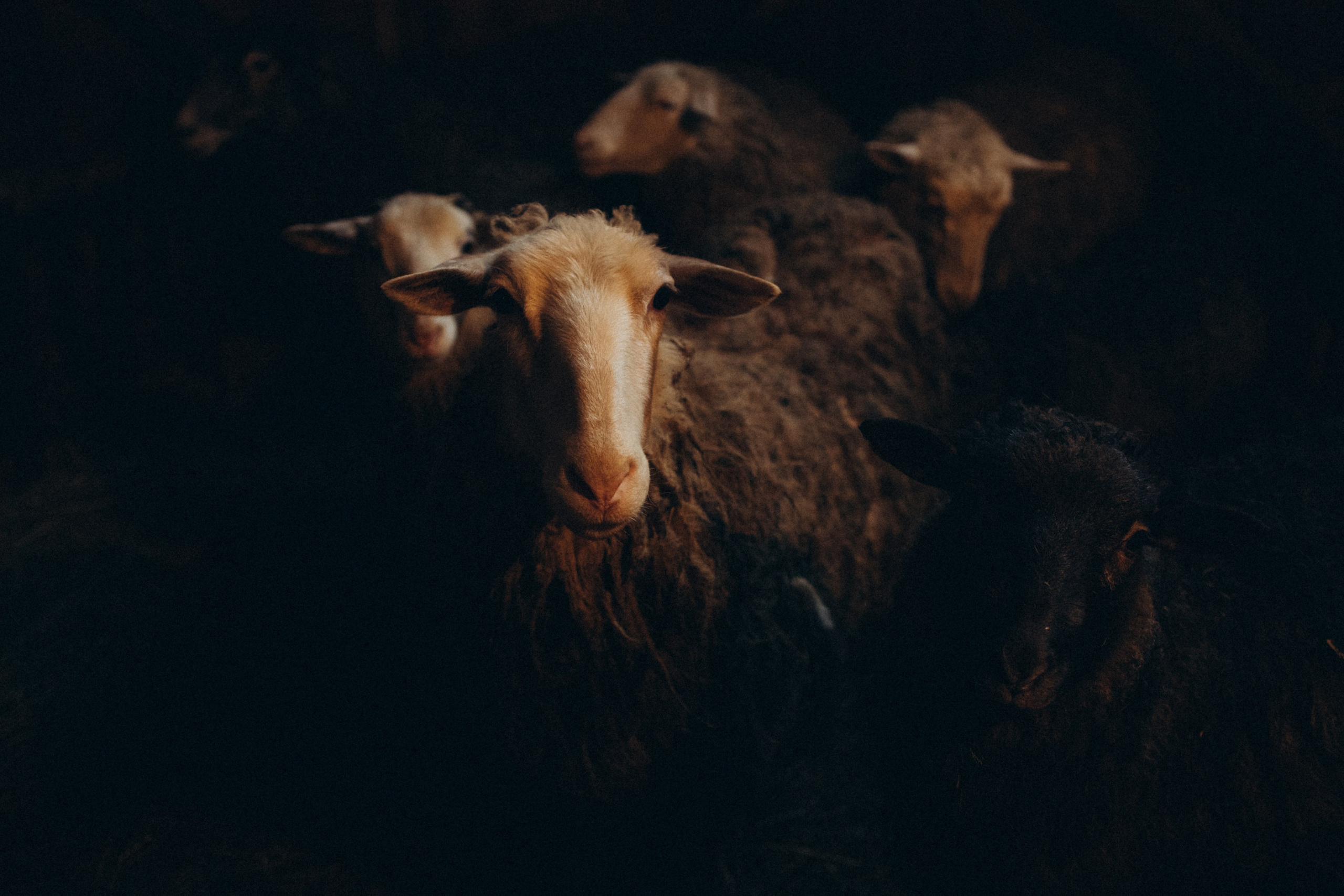 Жизнь в деревне. Главная