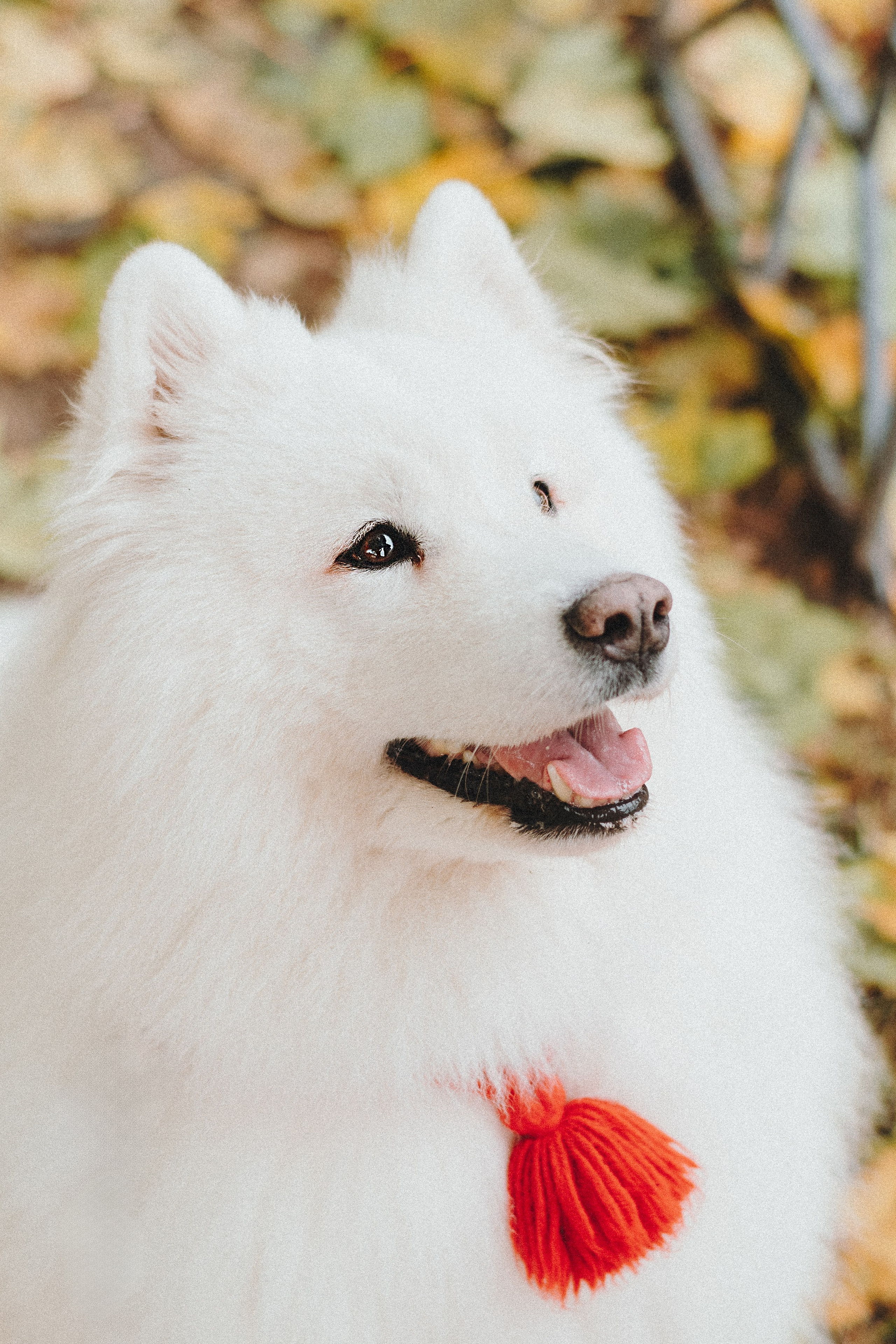 Valya & Varya. Natalia Finch Photography — Family, Kids & Pet Photographer in Chicago, IL