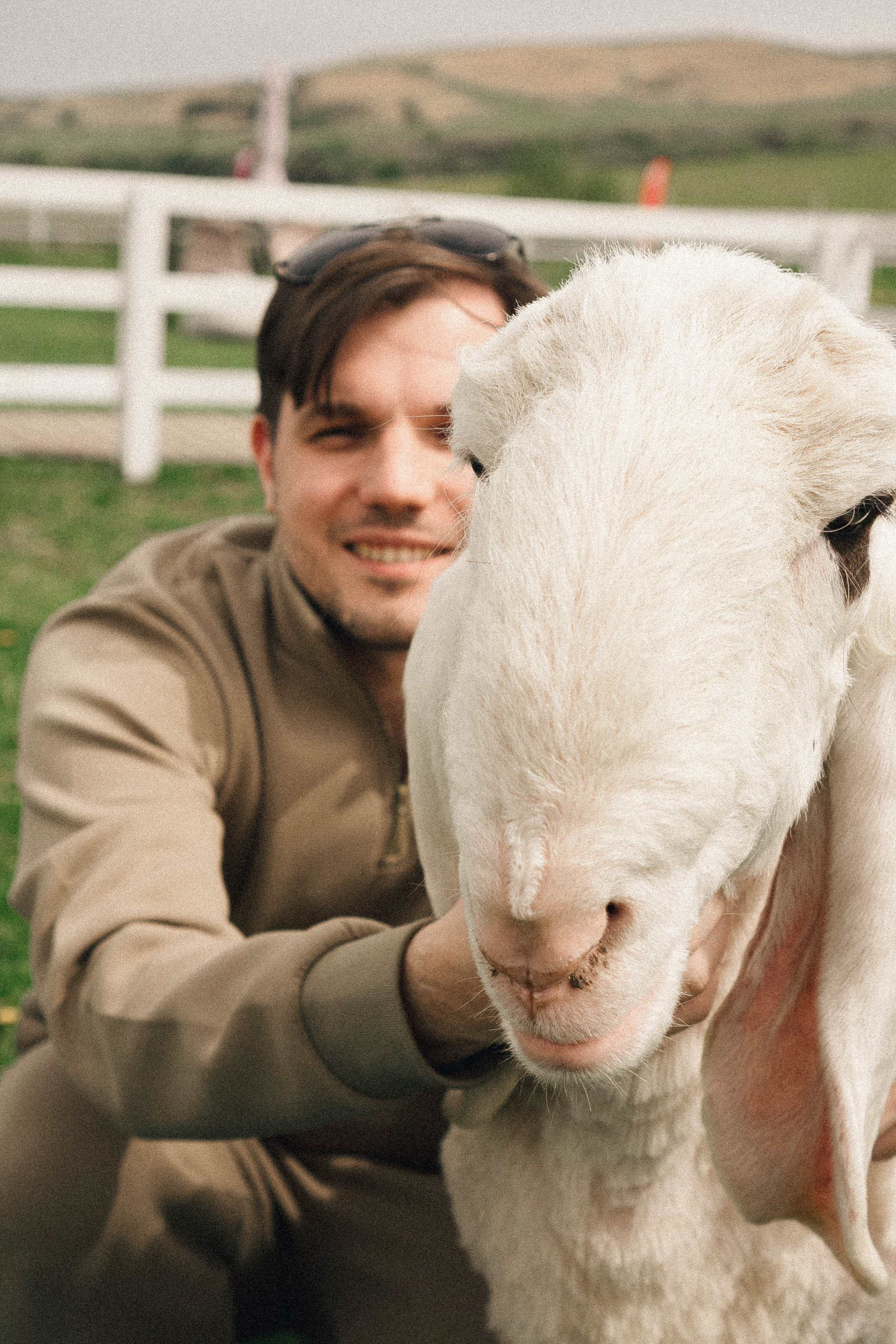Ферма Альпак. Профессиональный фотограф, Санкт-Петербург — Виктория Богомолова
