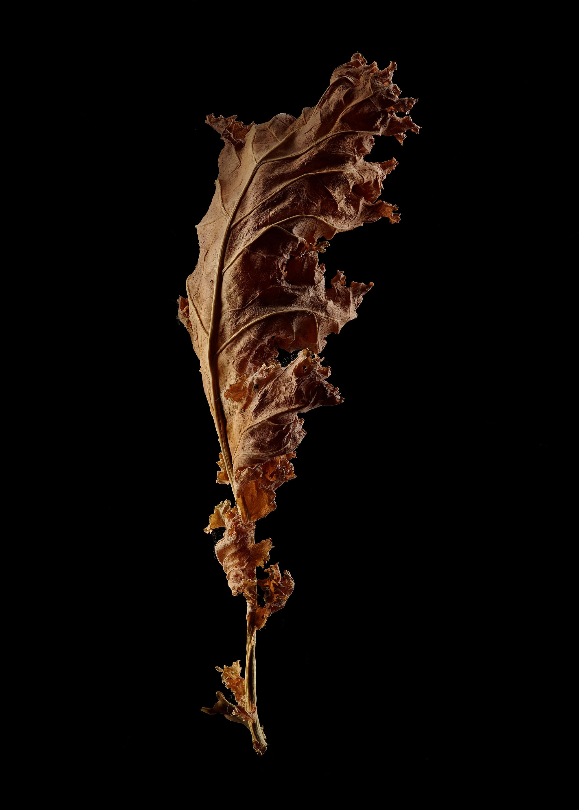 ANOTHER FORM. LUMEN DUO Art photography for interiors