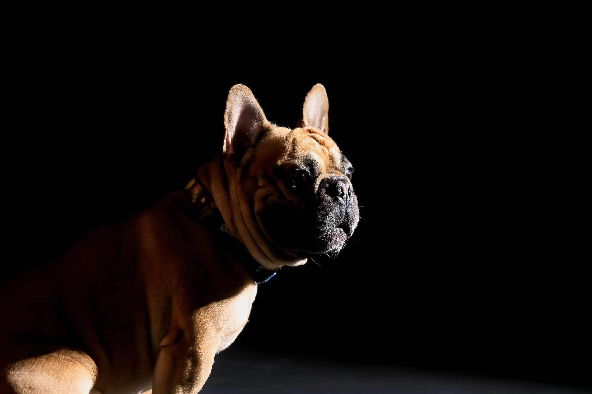 Семейная фотосессия с питомцами в студии. Фотограф в Саратове Ольга Мазлова