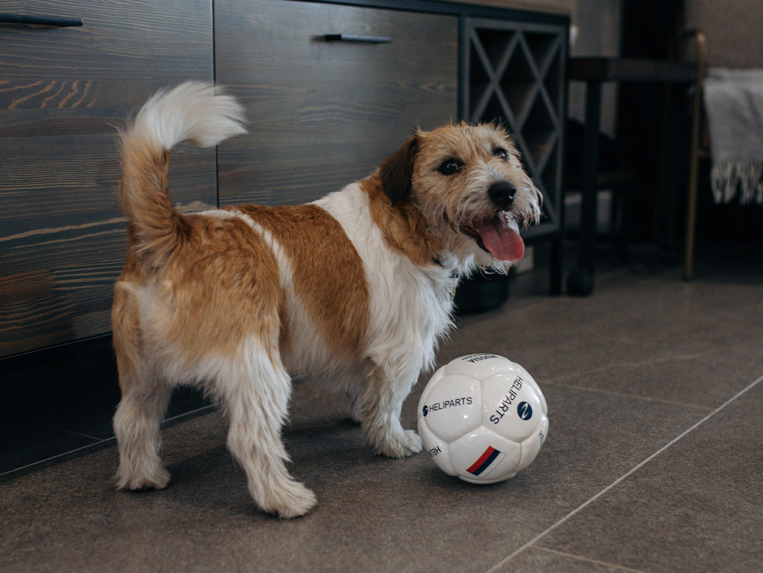 День рождение Зенита. Фотограф-анималист в Москве Кириллова Татьяна