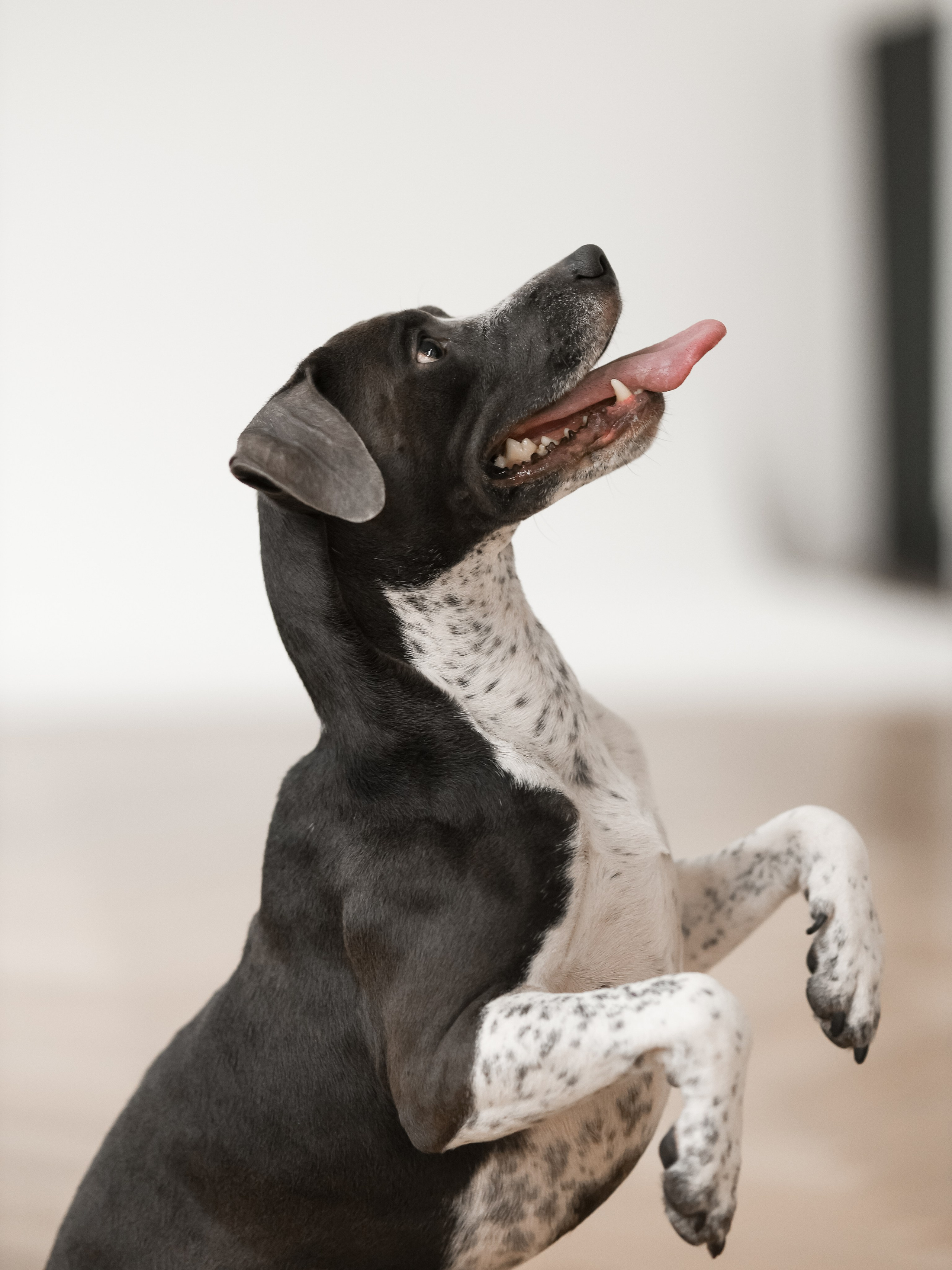 Тортик Даша и Никита. Фотограф-анималист в Москве Кириллова Татьяна