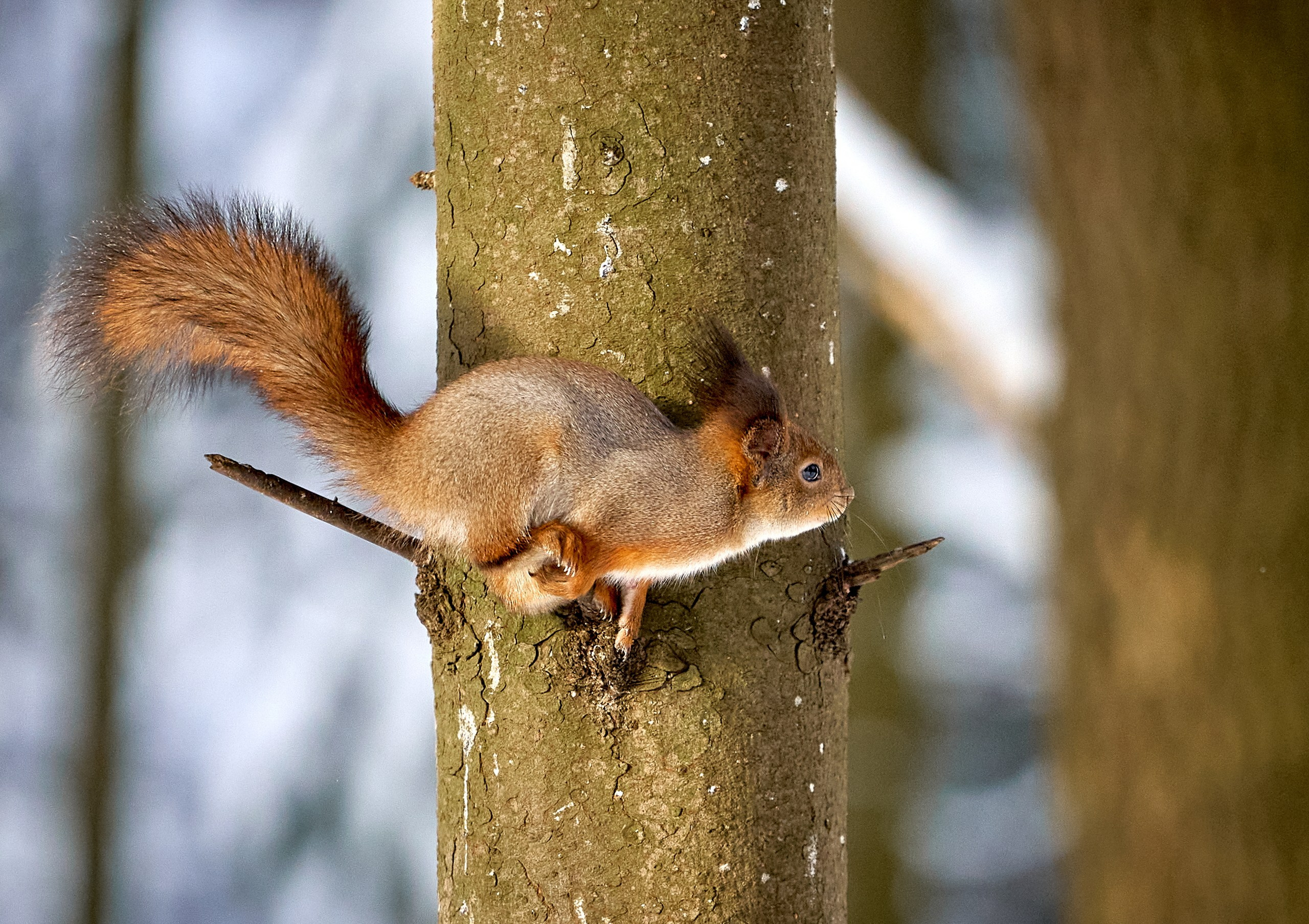 Животные — галерея NATRIEL