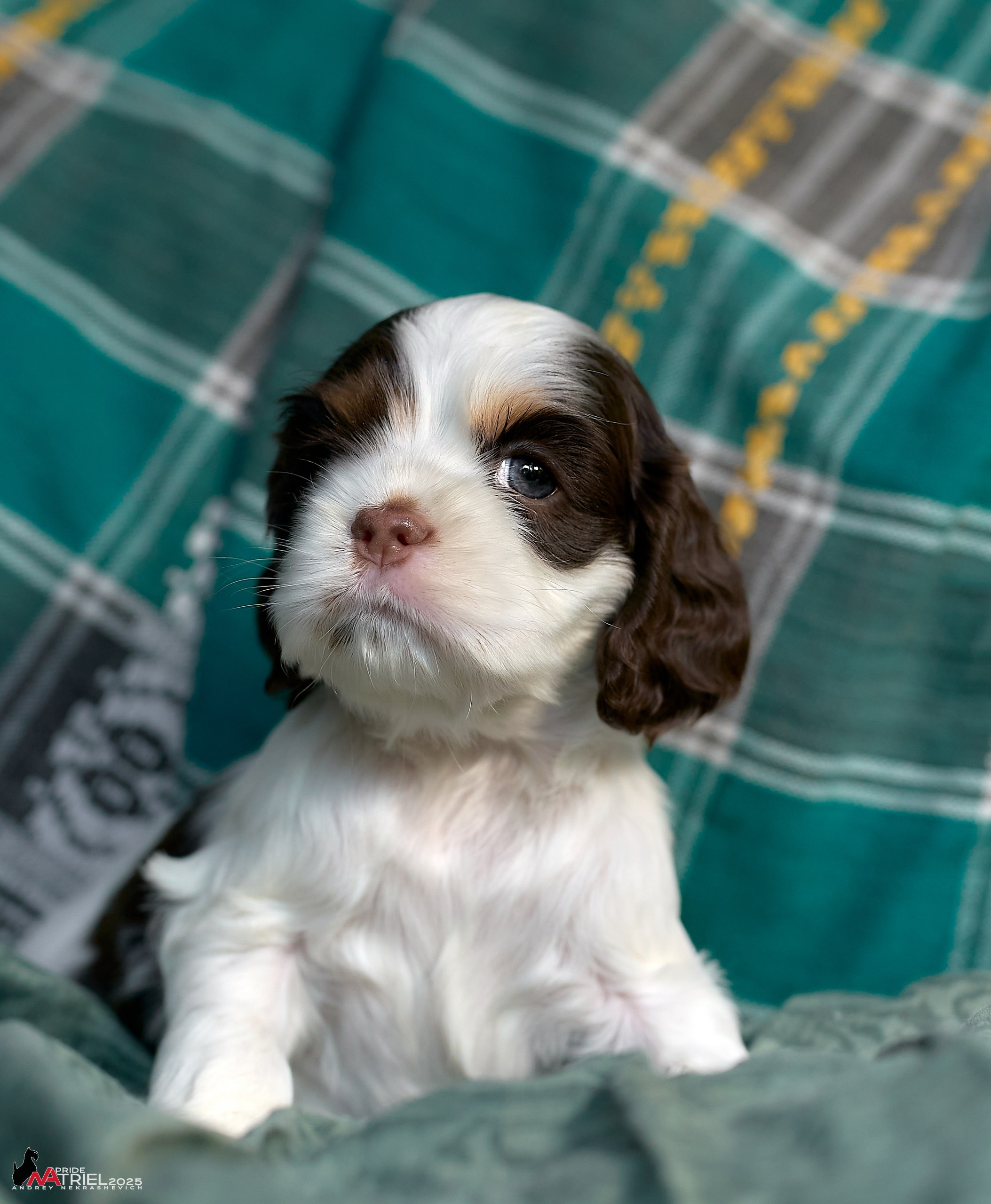 Щенки АмКокеров