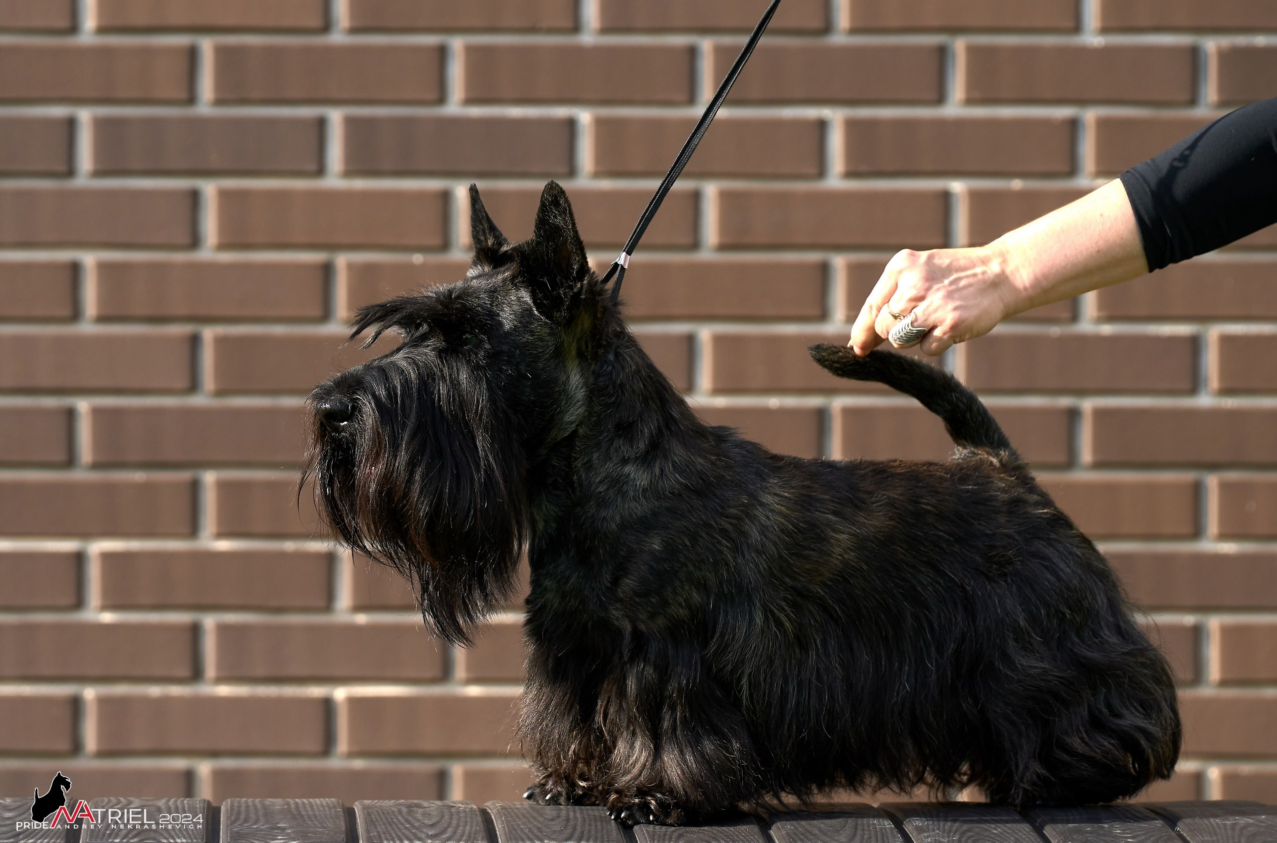 Скотчесемья «ИмпериалИти»