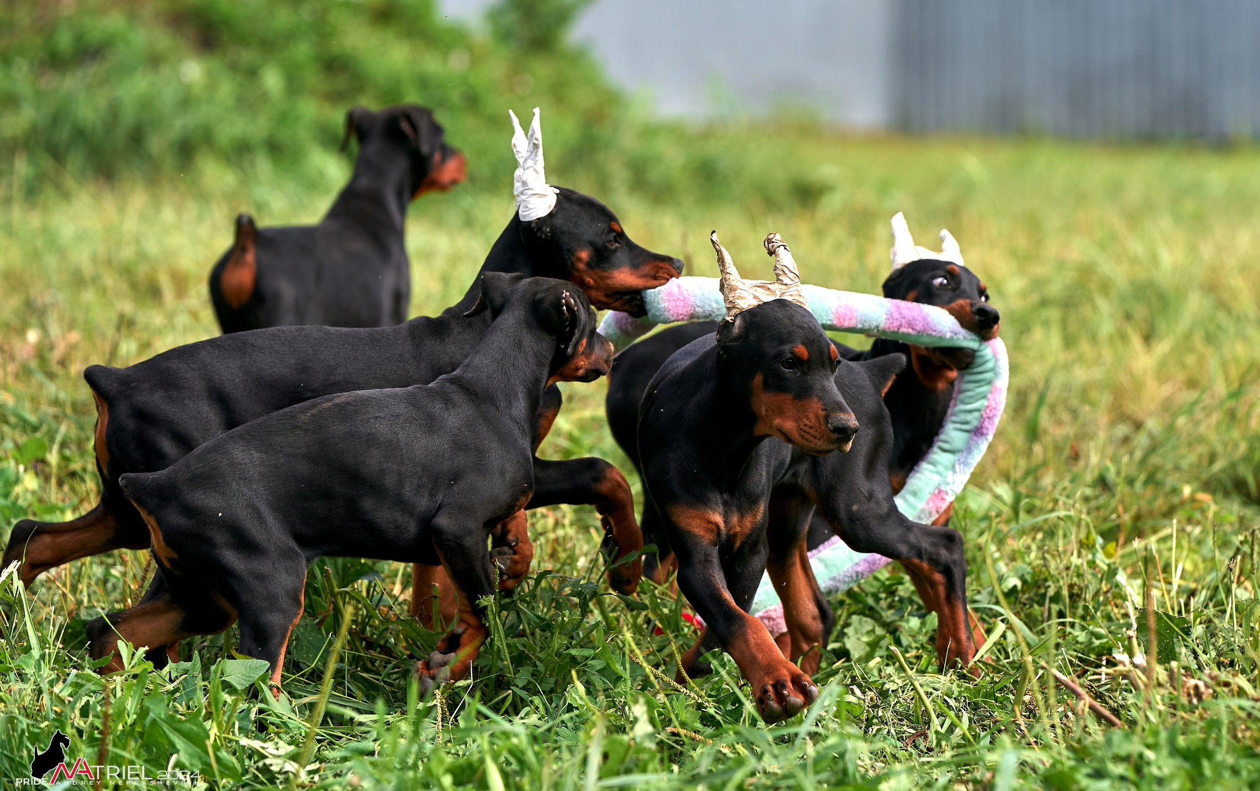 Съемка щенков доберманы